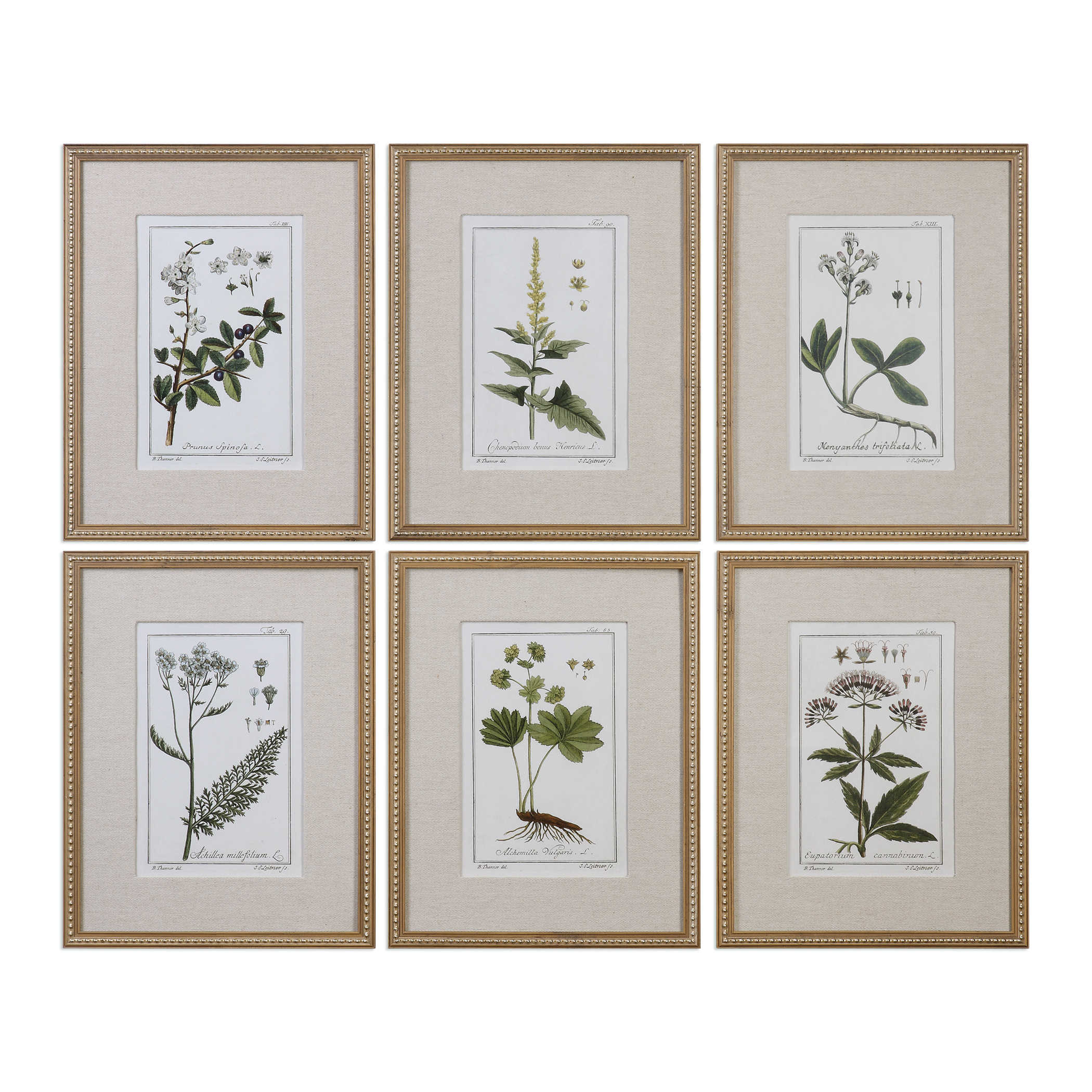Green Floral Botanical Study, S/6 -18  X 23  -Framed (Gold) - With Mat - Hudsonhill Foundry
