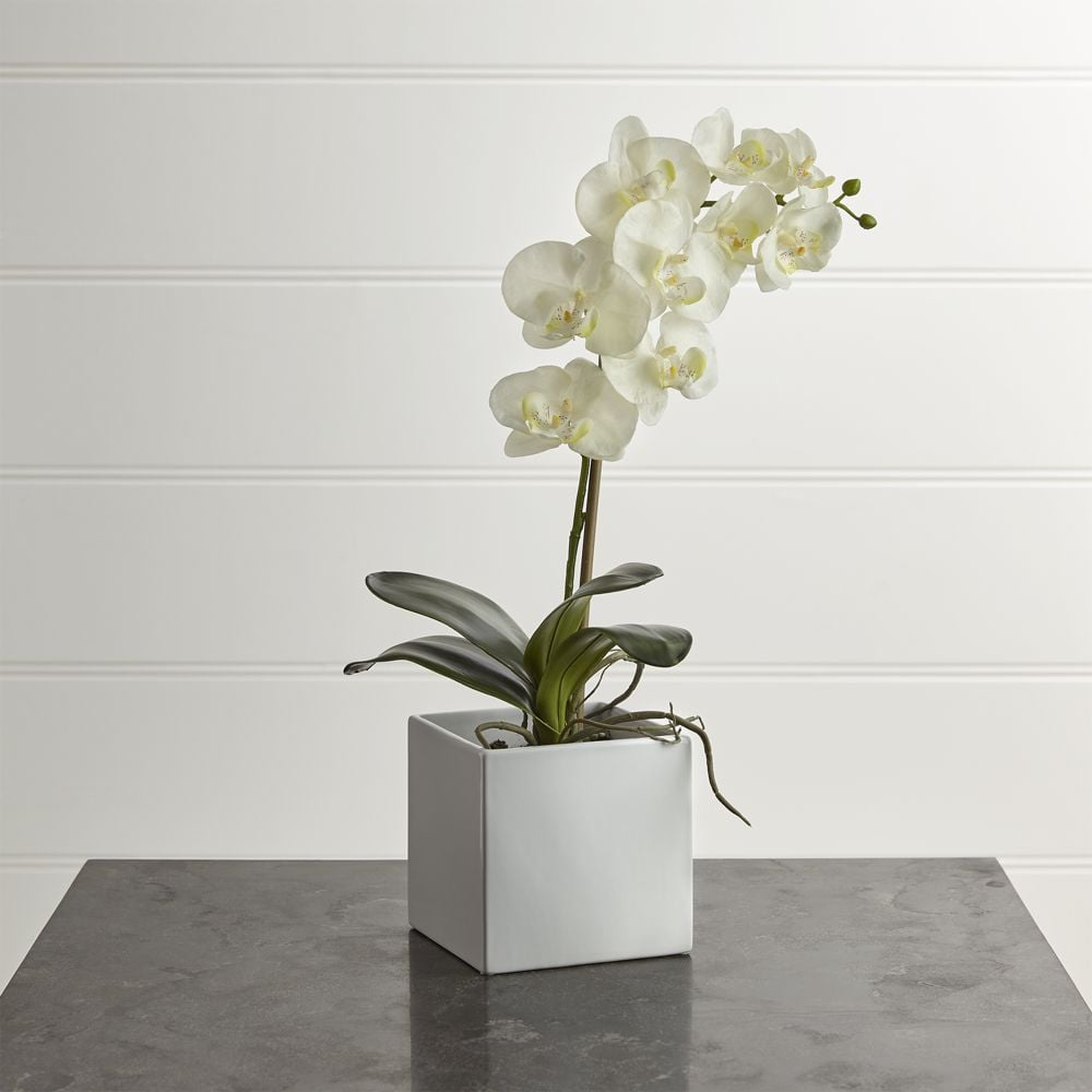 Large Potted Orchid Plant - Crate and Barrel - Crate and Barrel