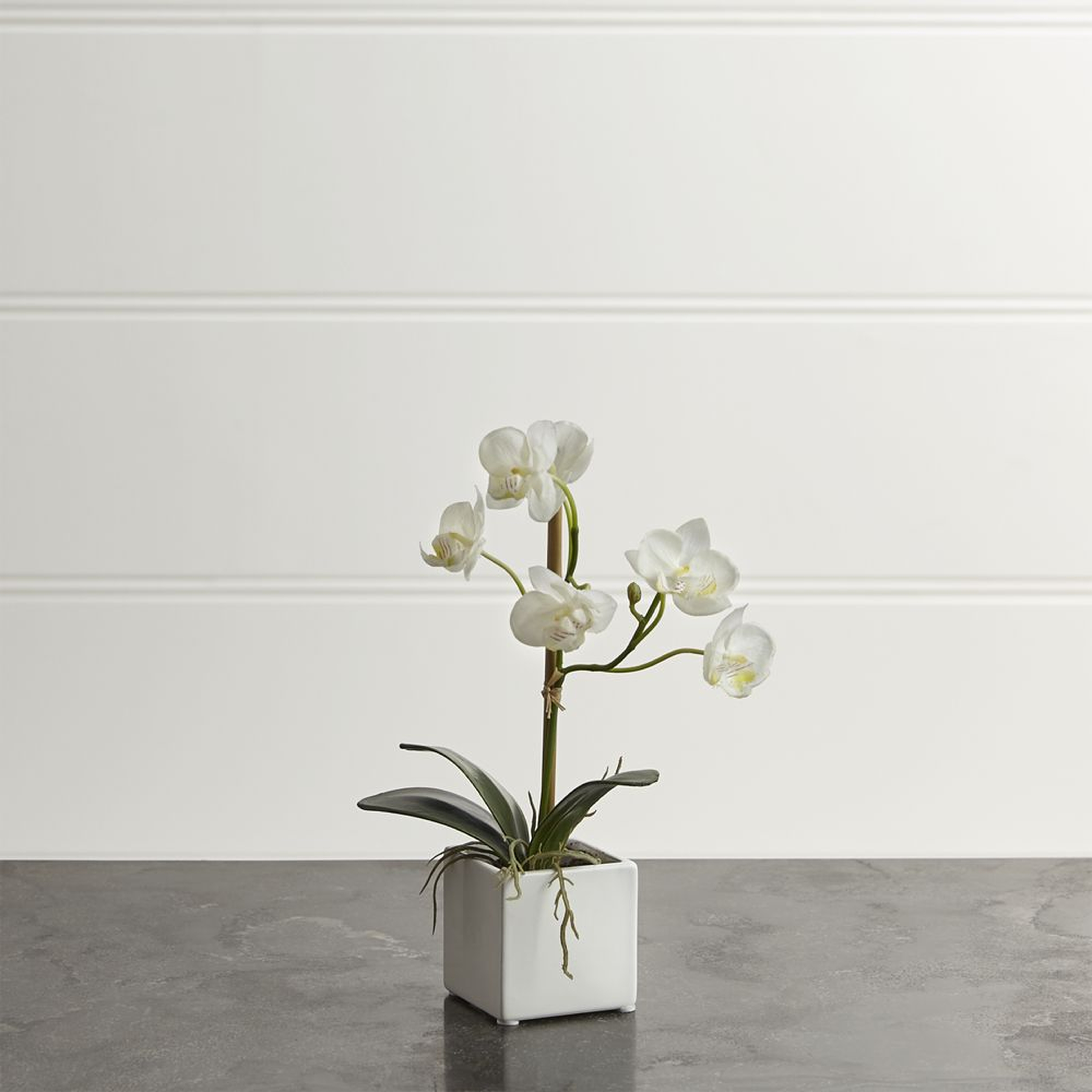 Small Potted Orchid Plant - Crate and Barrel