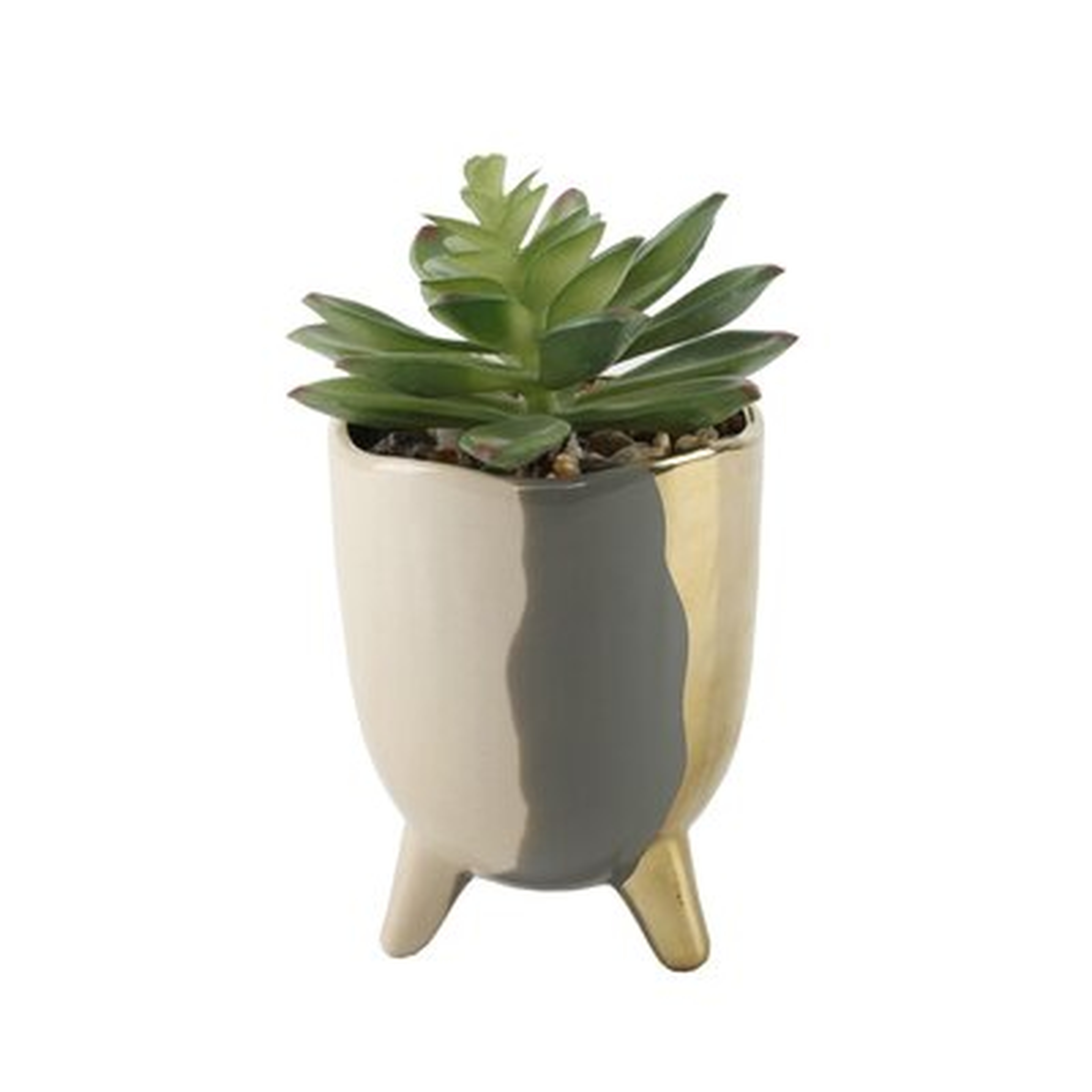 Tone Footed Ceramic Agave Succulent in Pot - Wayfair
