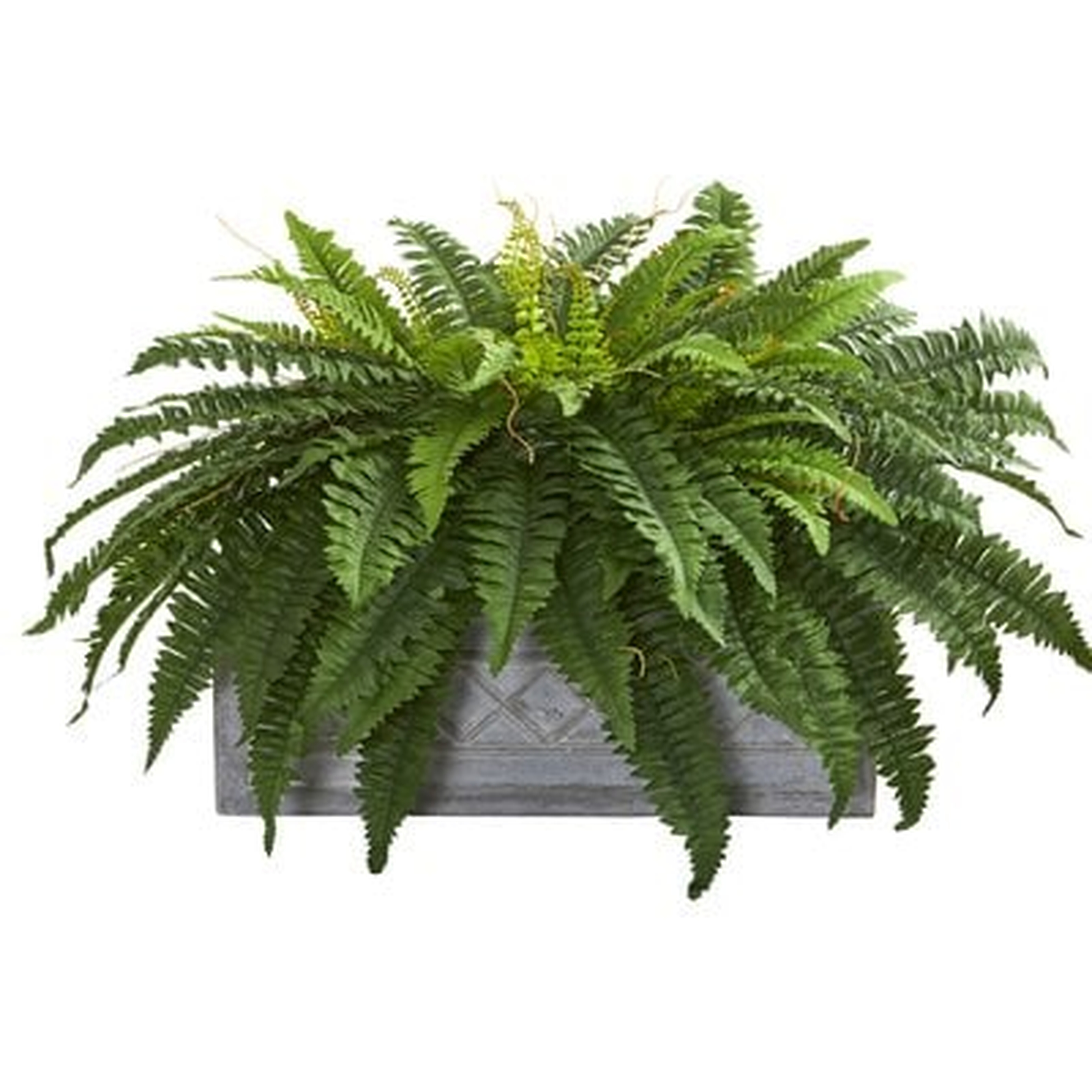 Boston Fern Desktop Foliage Plant in Planter - Wayfair