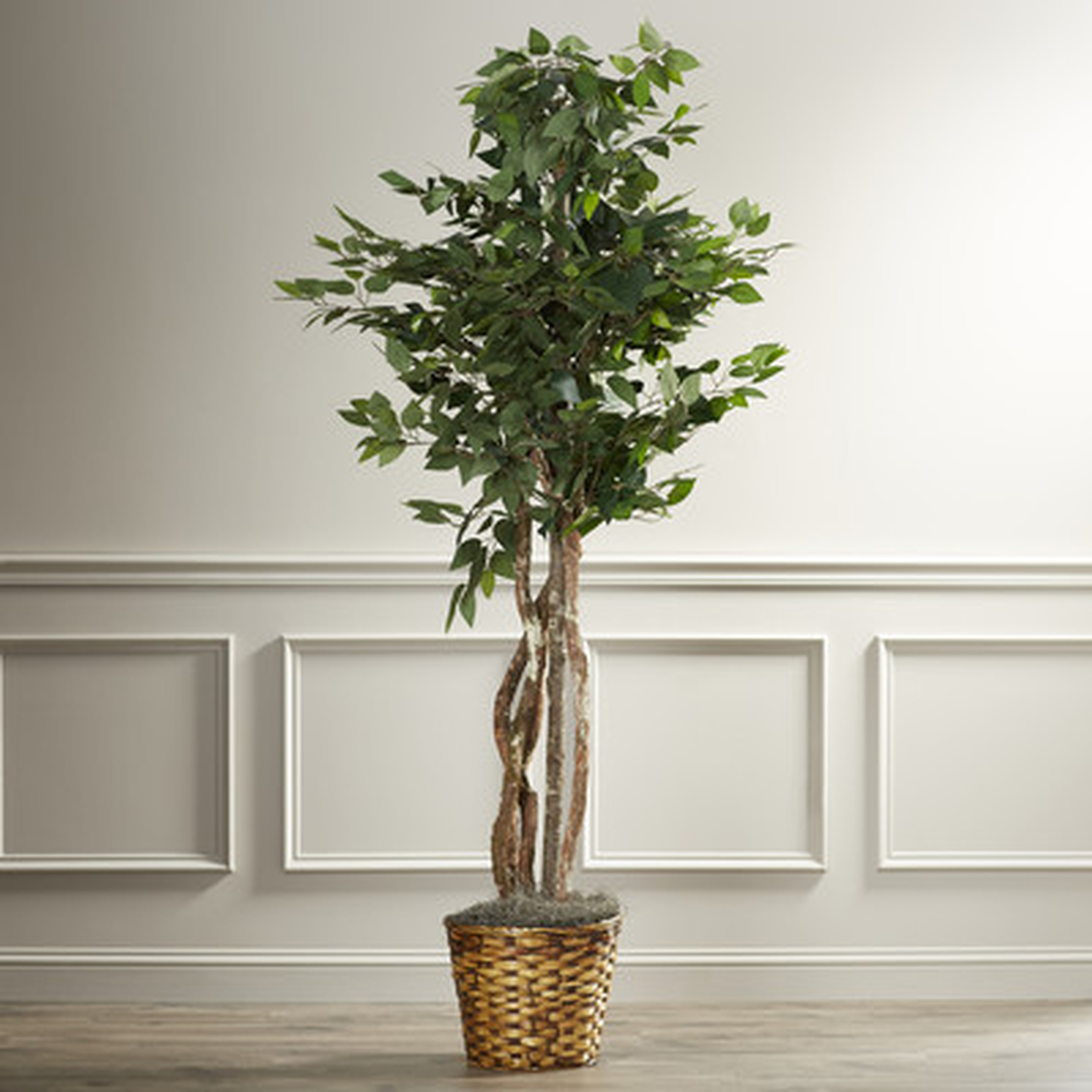 Maura Executive Ficus Tree in Basket - Wayfair