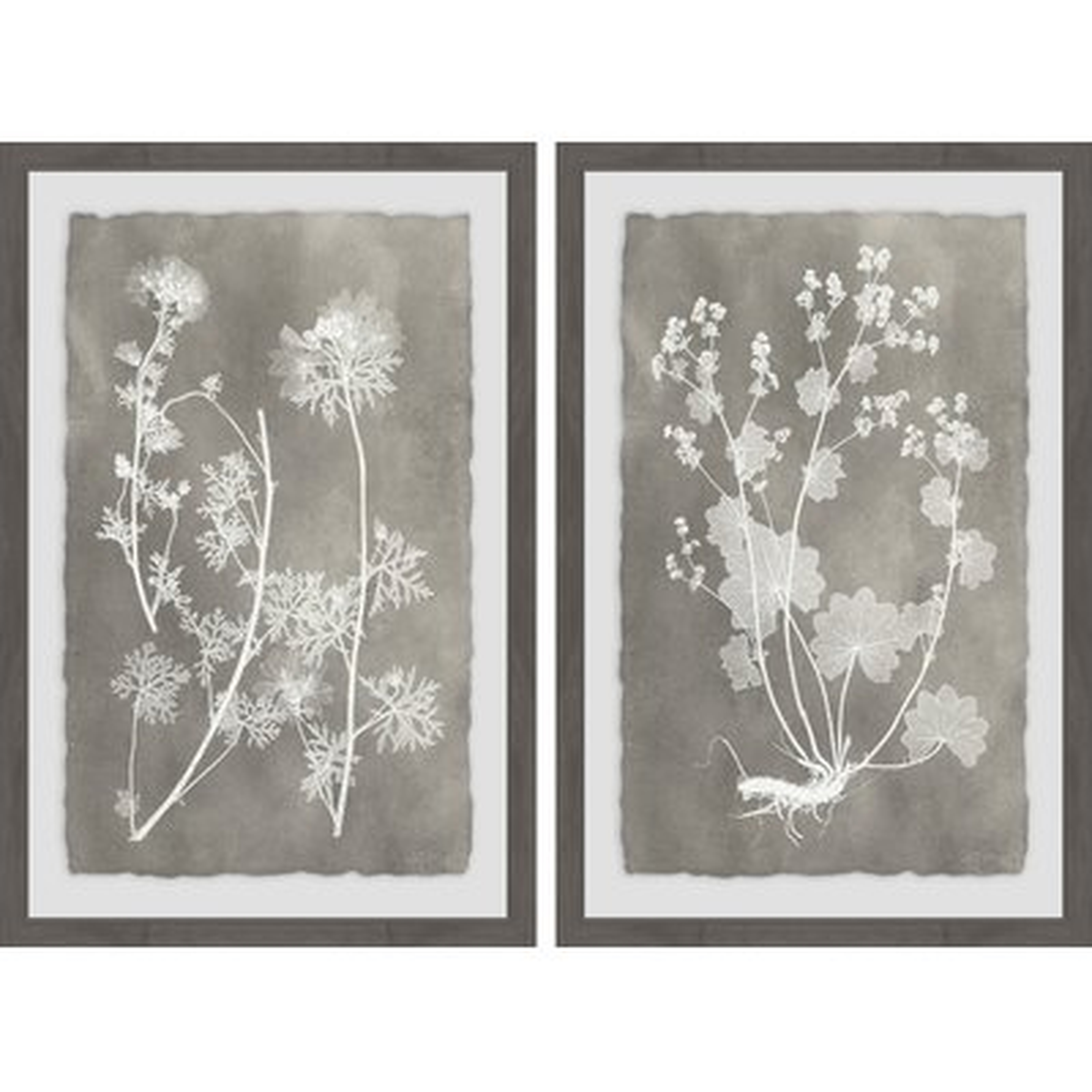 'Herbarium Study Diptych' 2 Piece Framed Graphic Art Print Set - Birch Lane