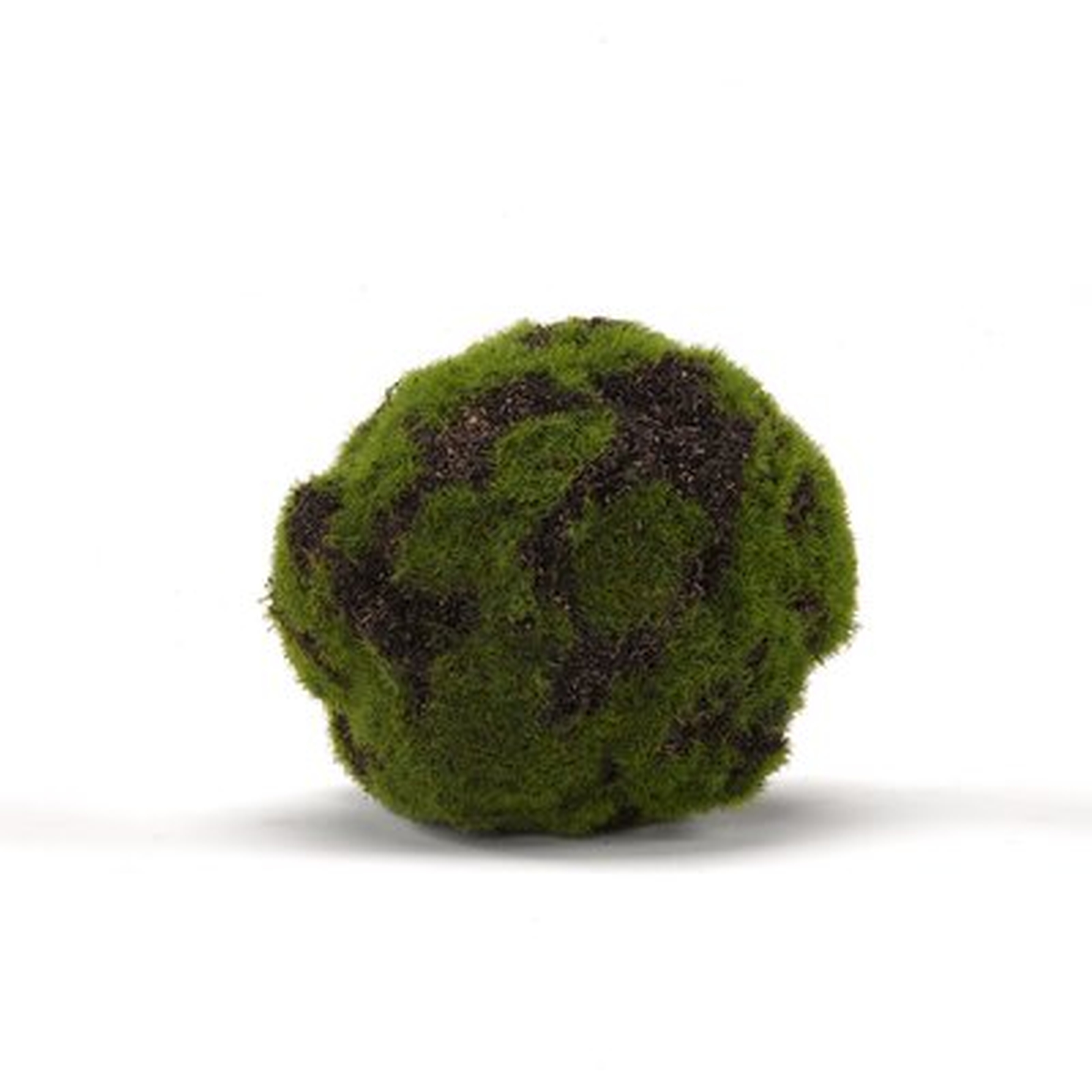 Crackled Moss Ball Plant - Wayfair