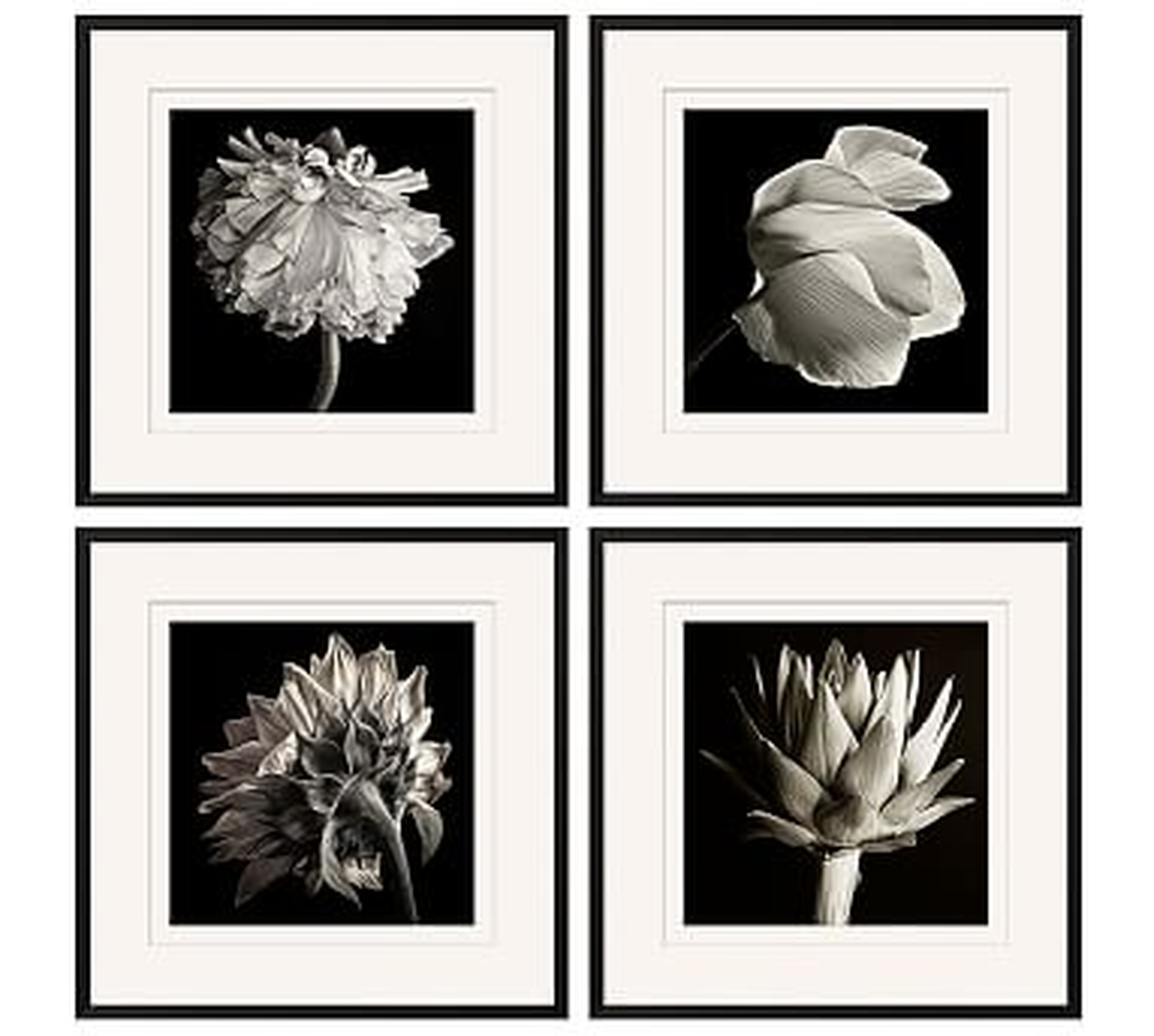 Flower Black &amp; White Framed Print, Set of 4, 24 x 24" - Pottery Barn