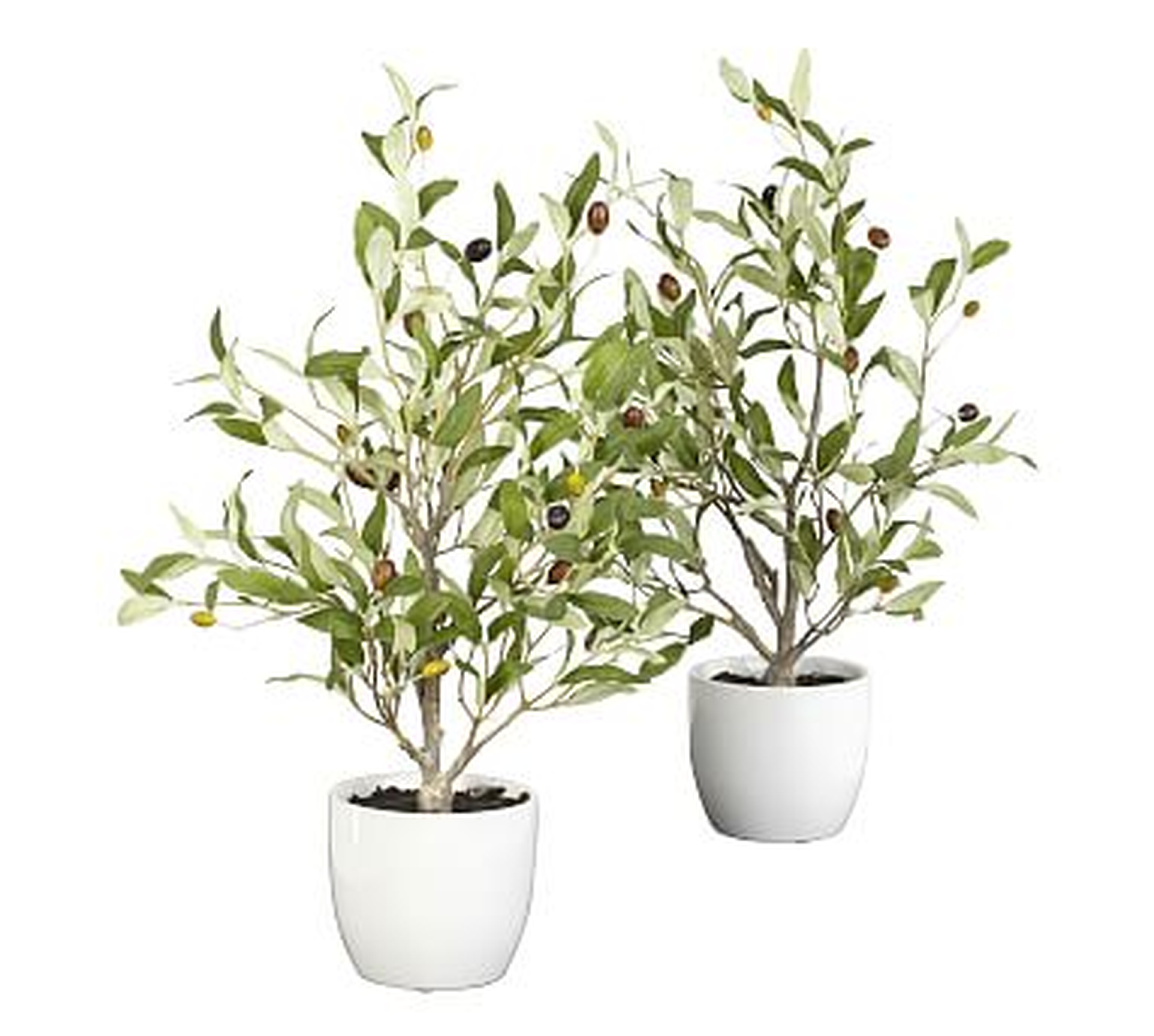 Faux Olive Tree In Vase, Set of 2 - Pottery Barn