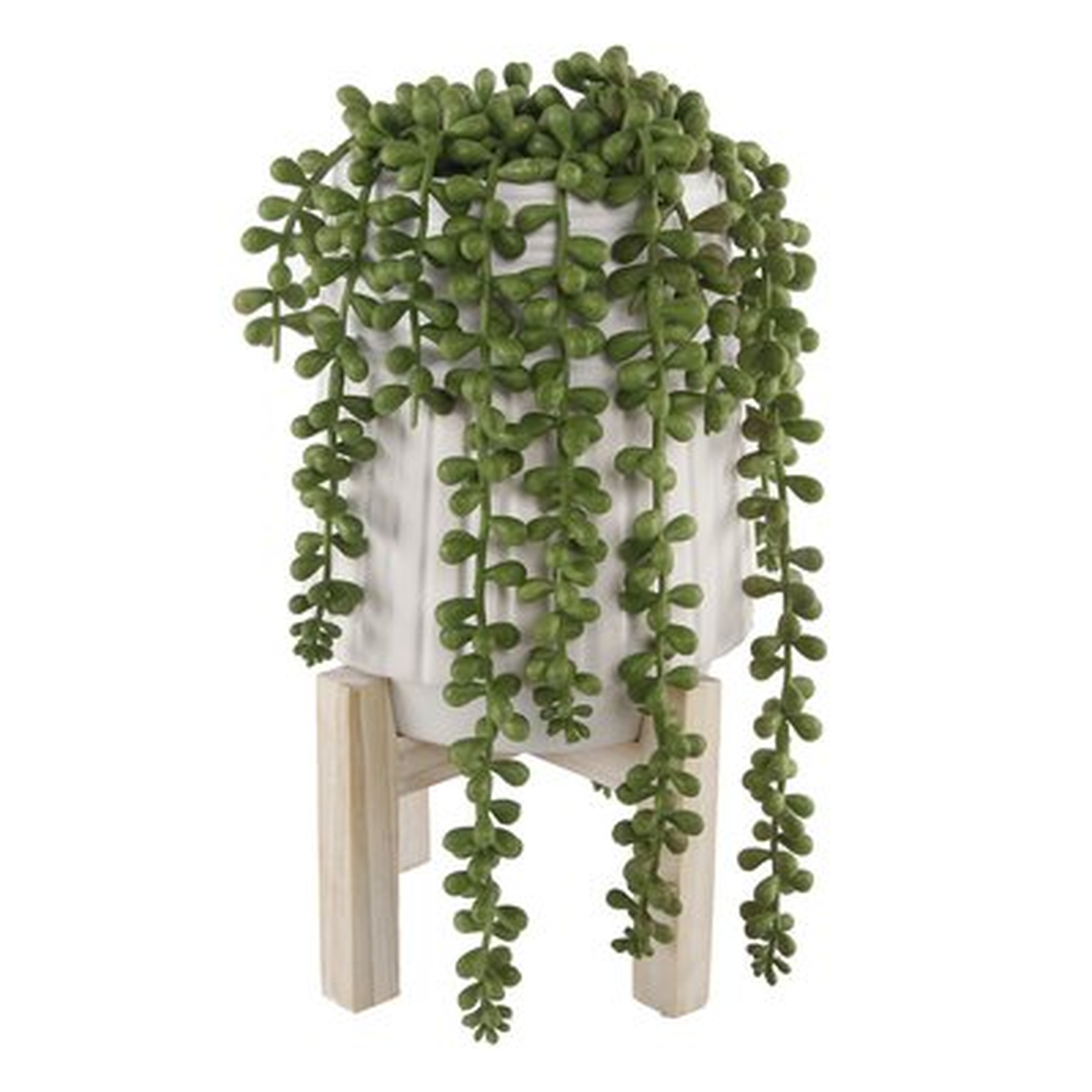 Donkey Tail String of Pearls Succulent Plant in Pot - AllModern