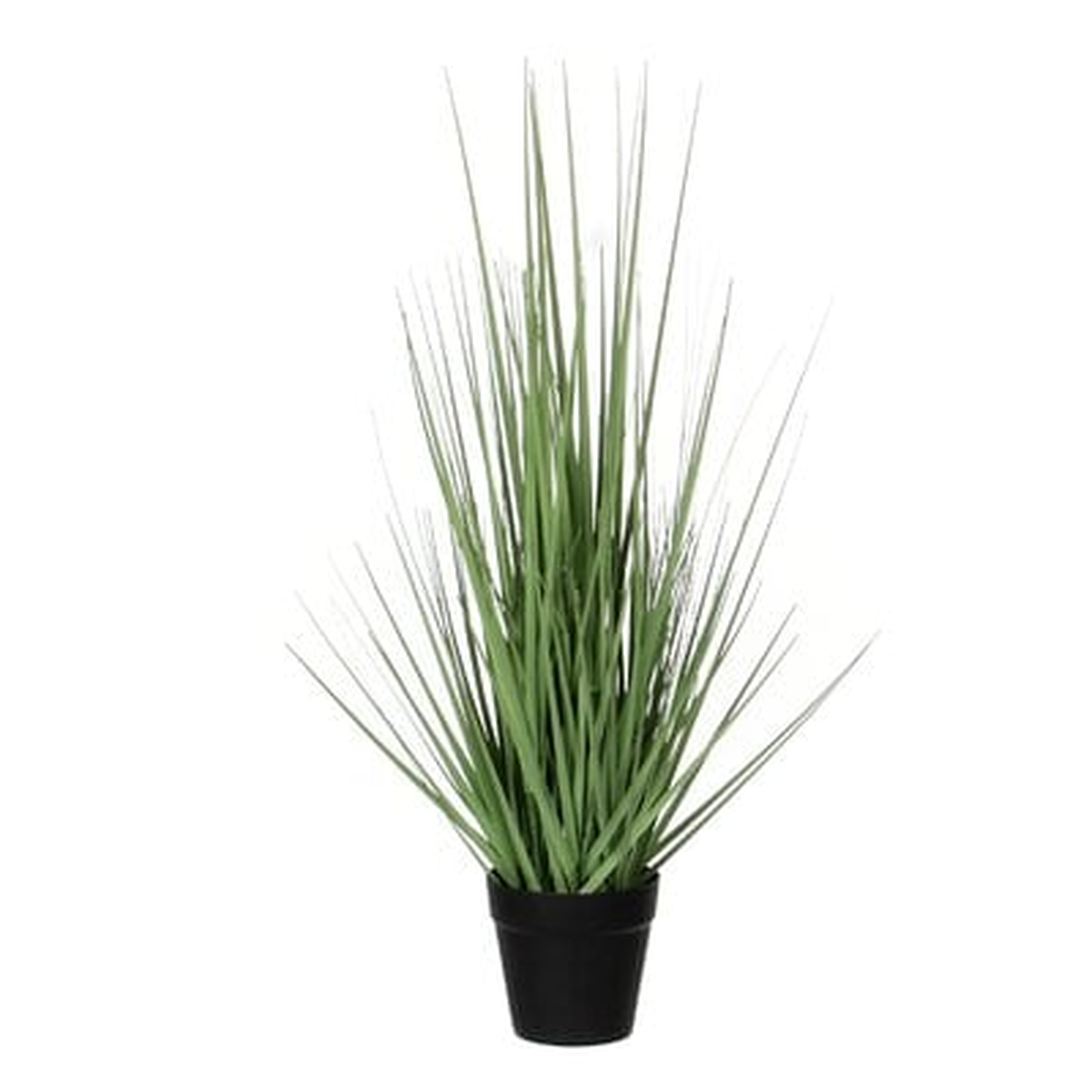 Snake Plant Grass in Pot - Wayfair