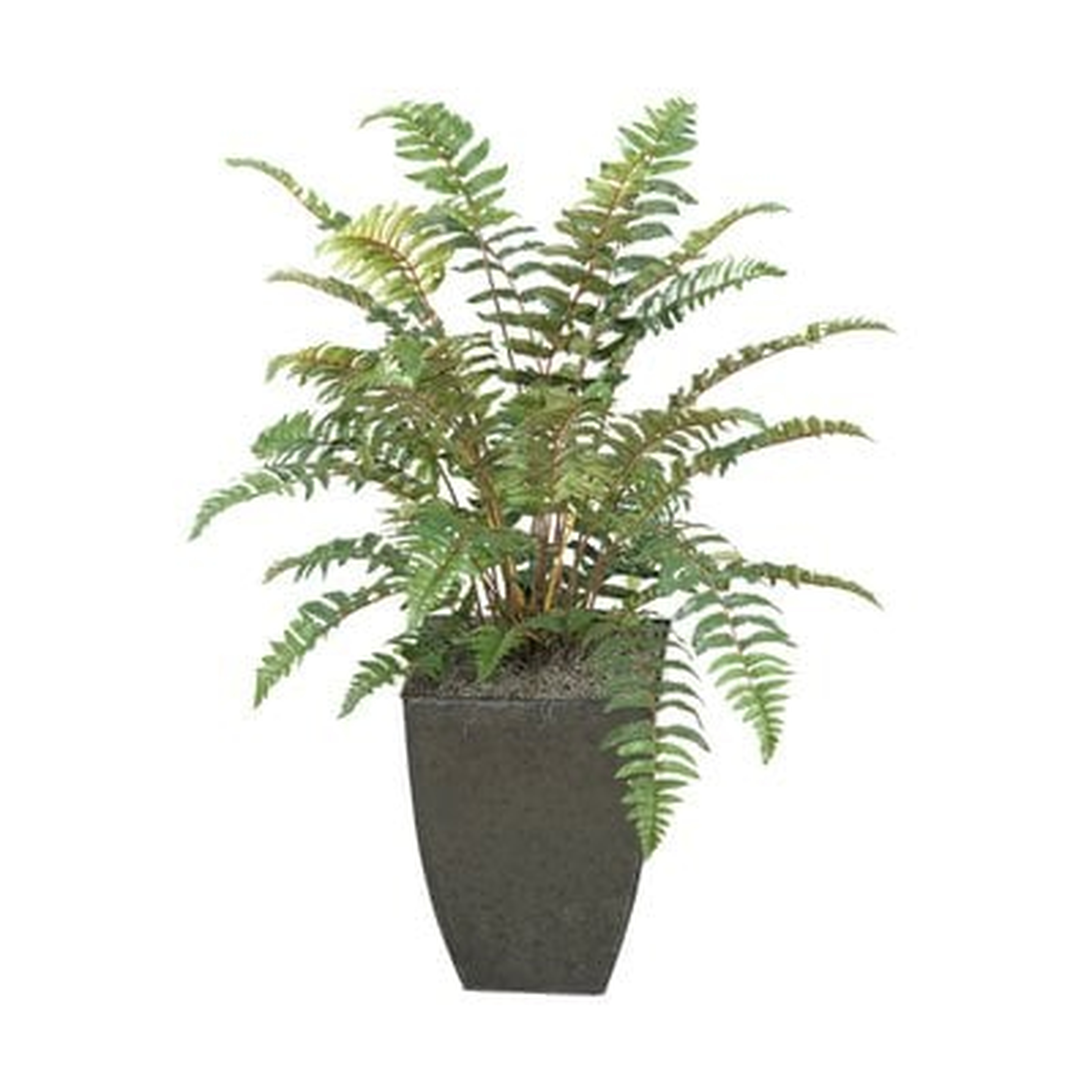 Leather Fern Floor Plant in Planter - Wayfair
