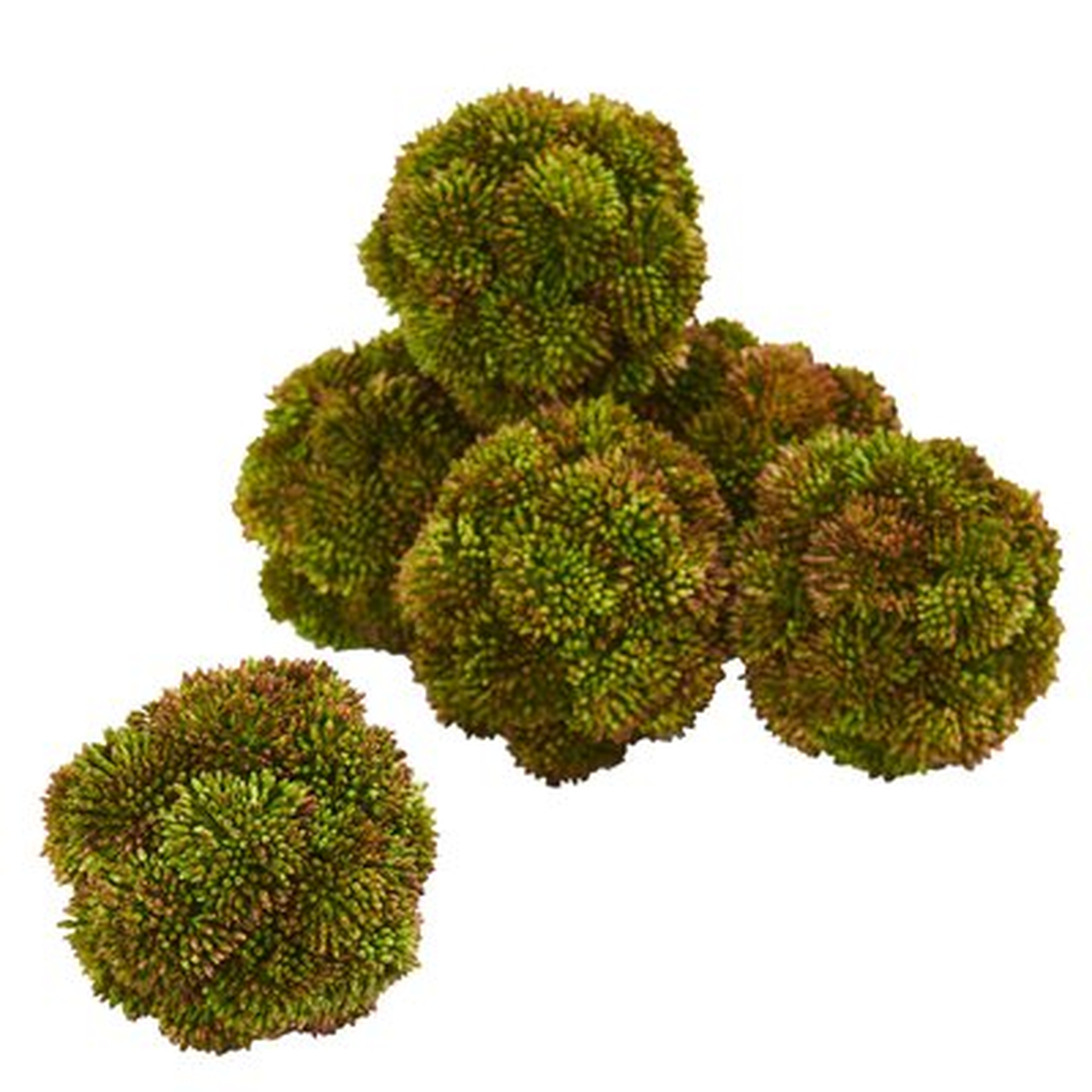Sedum Spheres Desktop Succulent Topiary - Wayfair