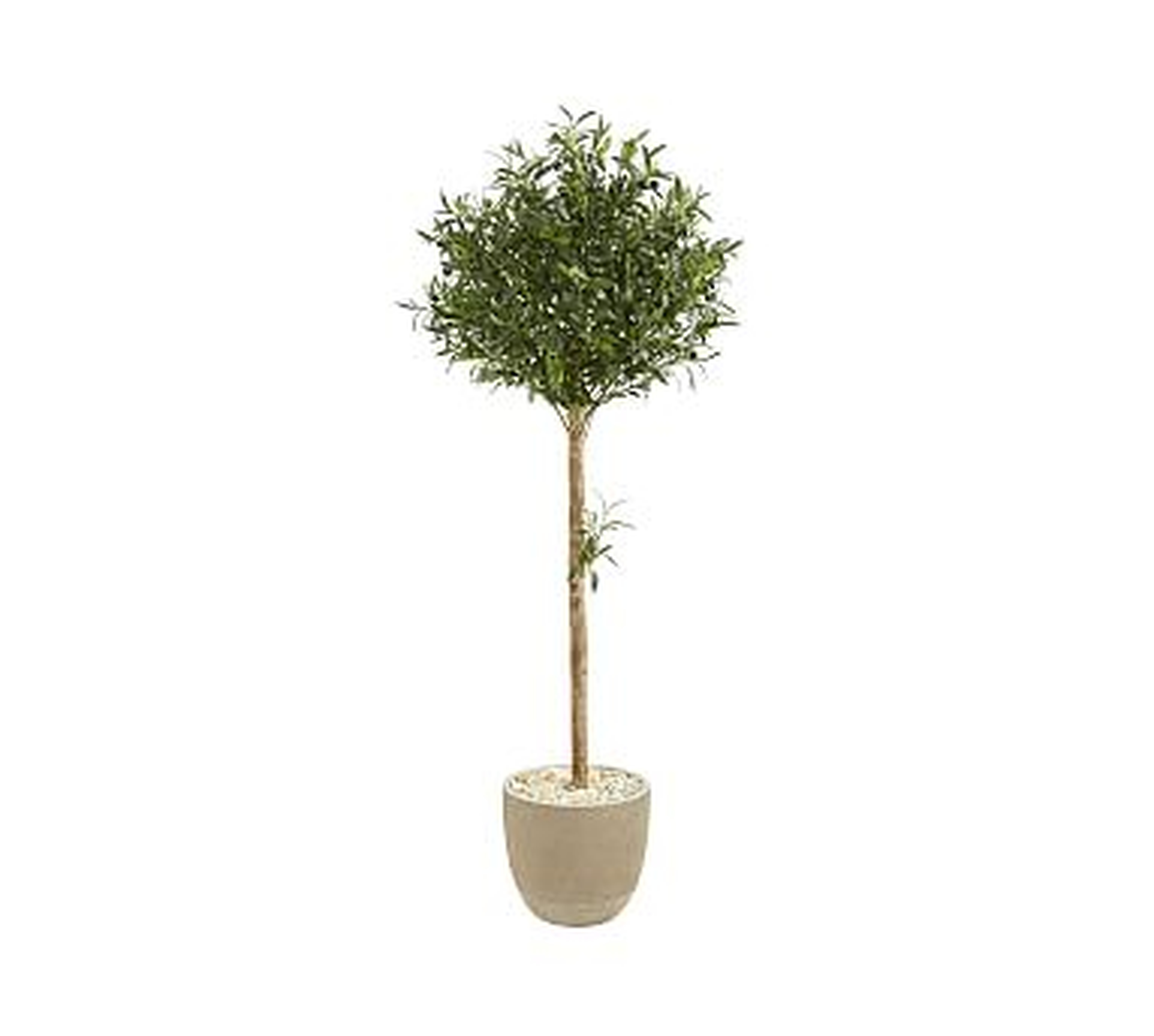 Faux Olive Topiary Tree In Sand Planter, 5' - Pottery Barn