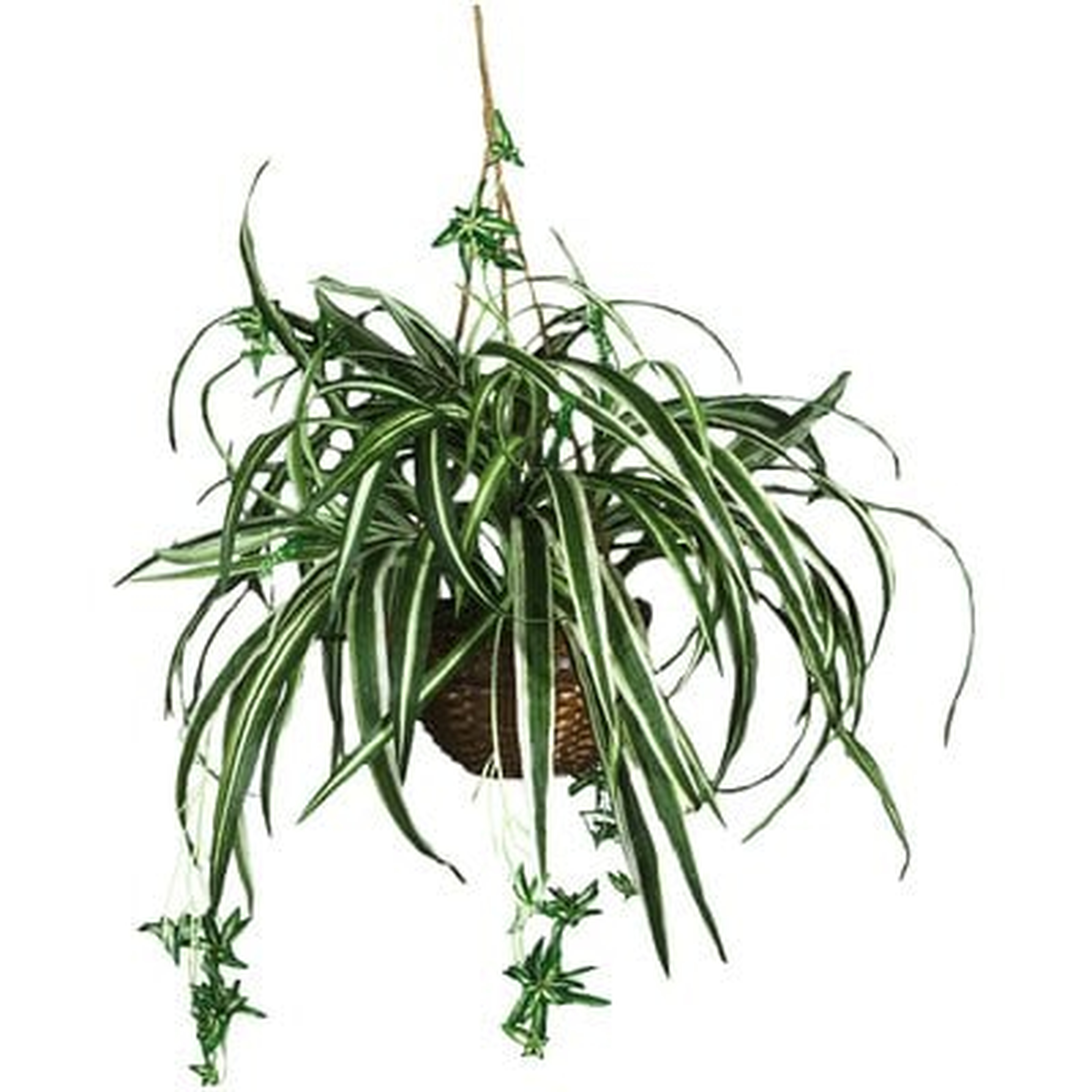 Silk Spider Hanging Plant in Basket - Wayfair