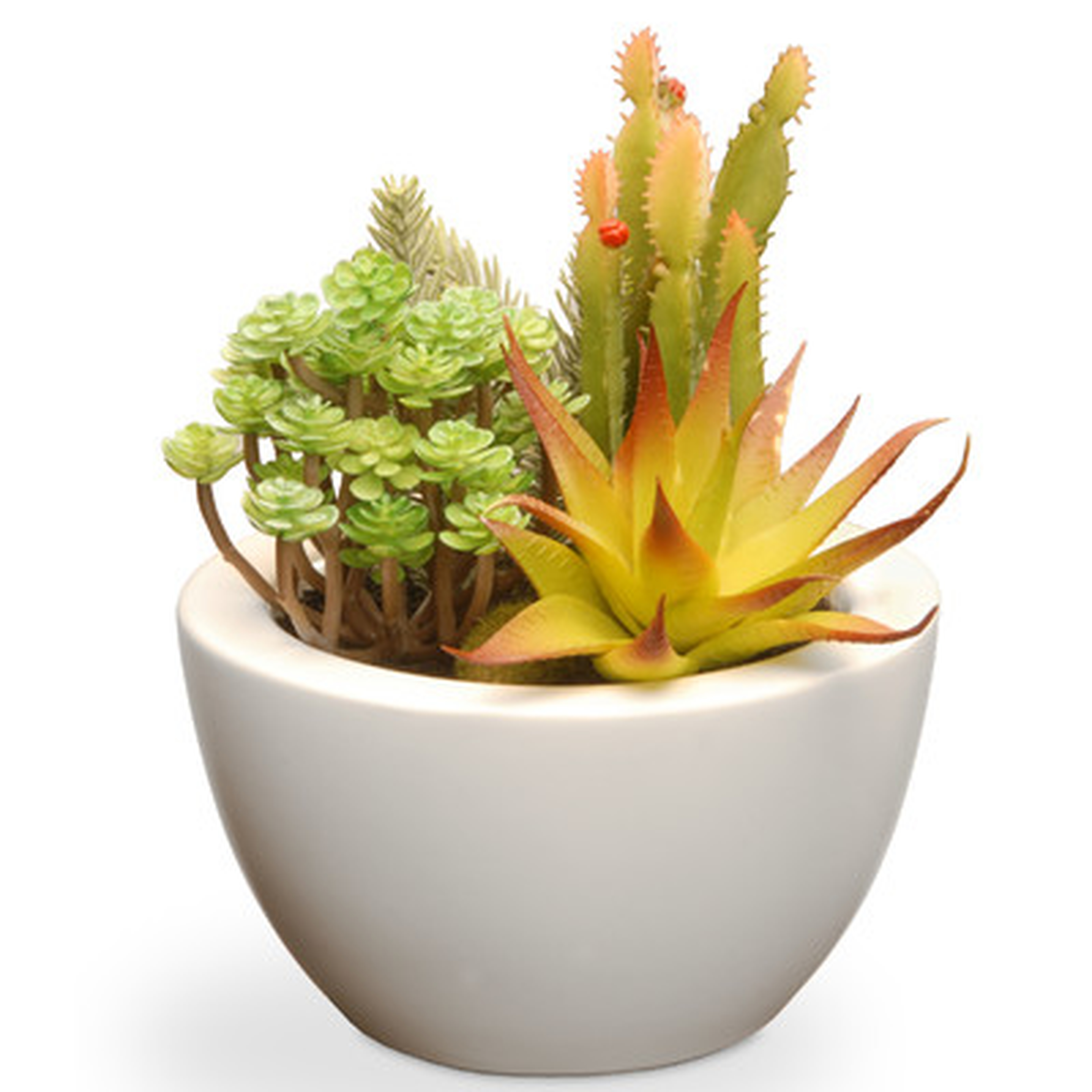 Succulent Desk Top Plant in Pot - Wayfair