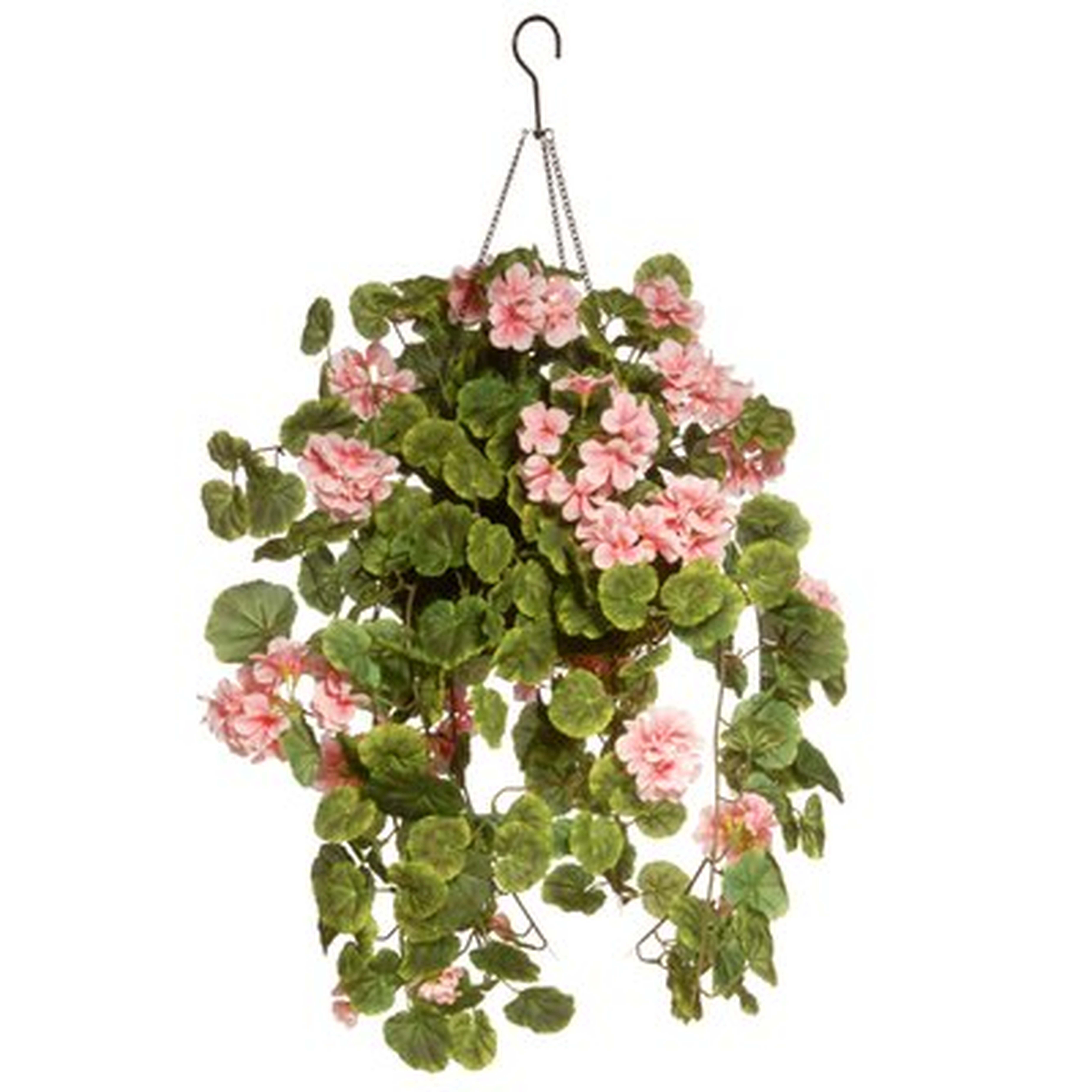 Hanging Flowering Plant in Basket - Wayfair