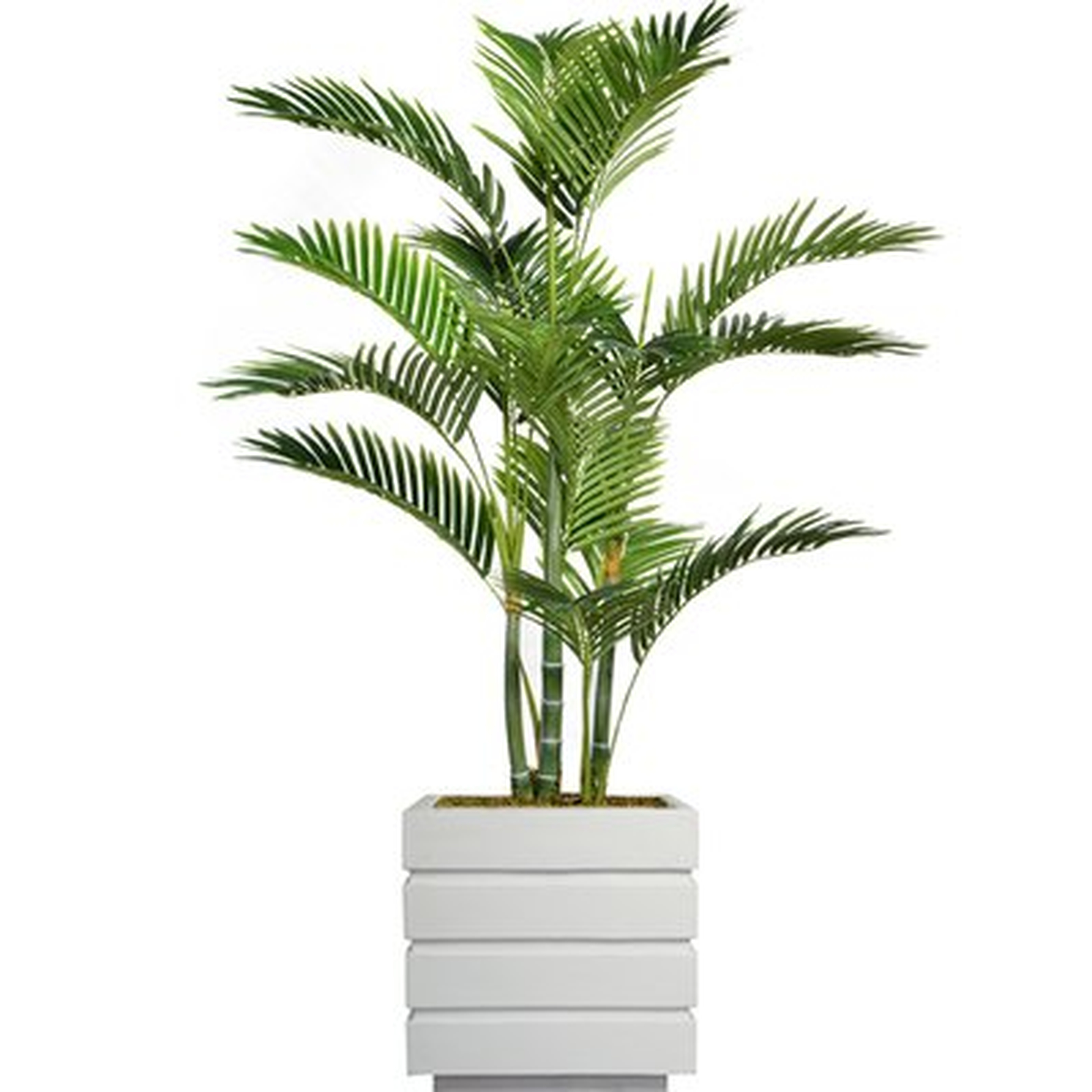 Floor Tall Palm Tree in Planter - Wayfair