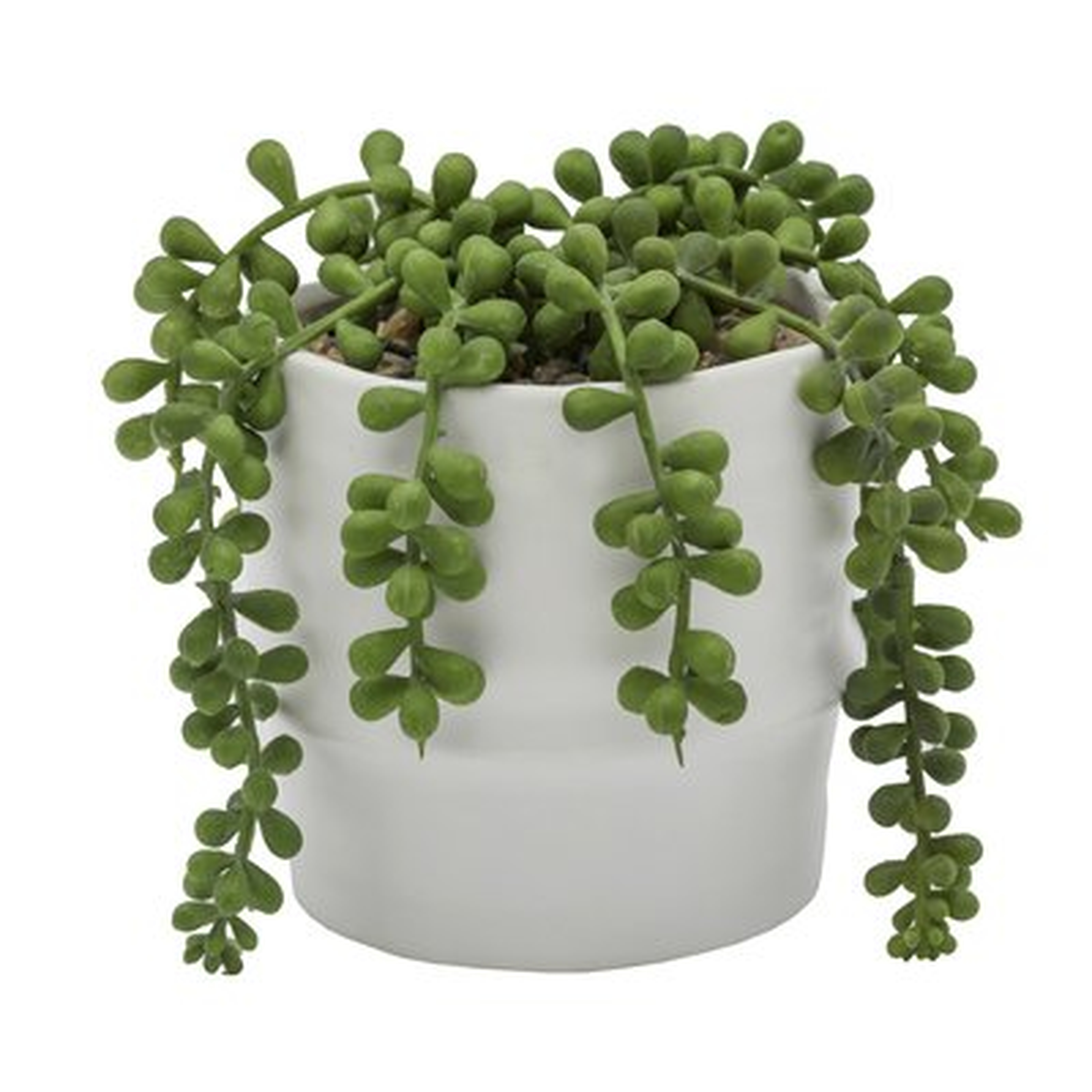 String of Pearls Ceramic Two Tone Agave Plant in Planter - Wayfair