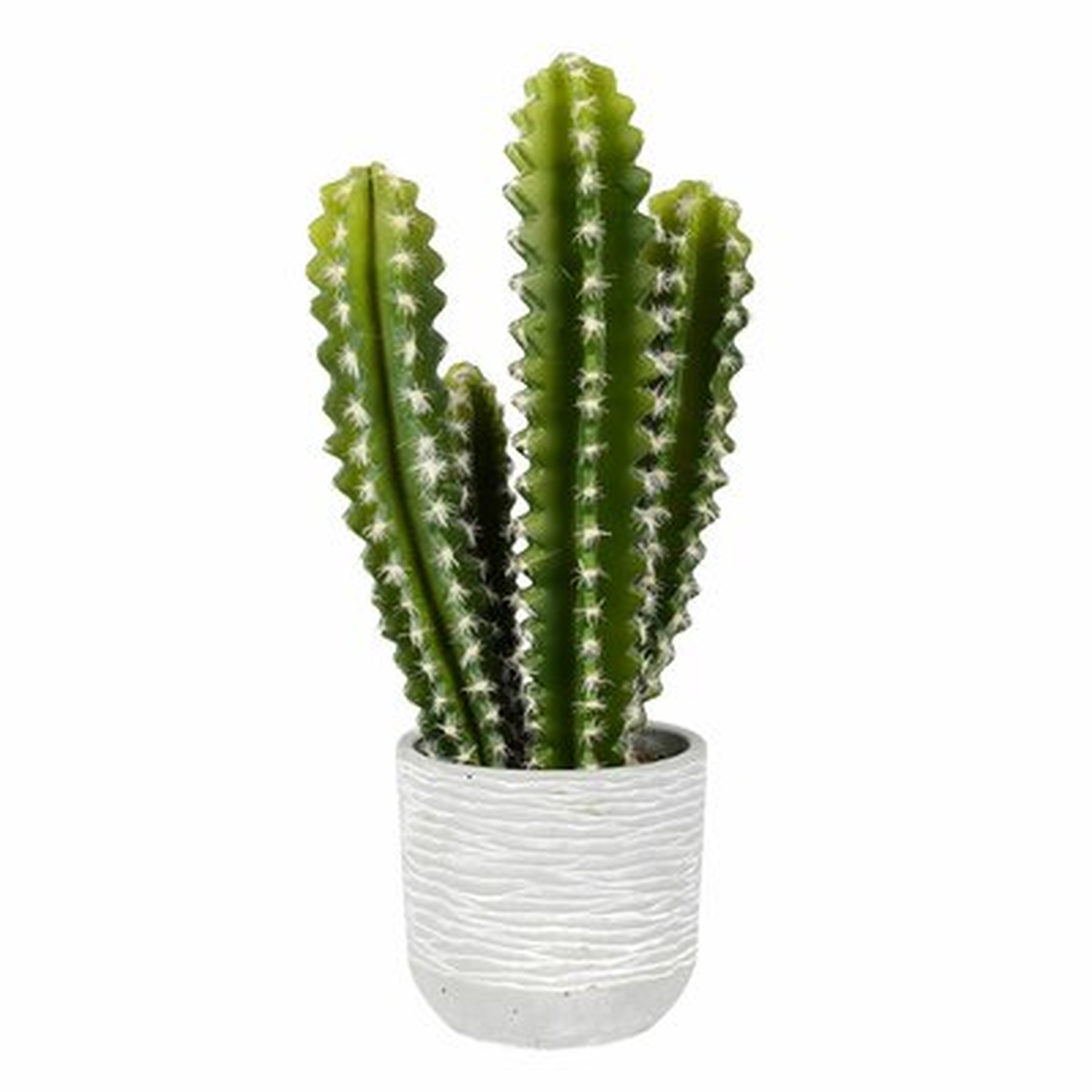 Cactus Succulent in Pot - Wayfair