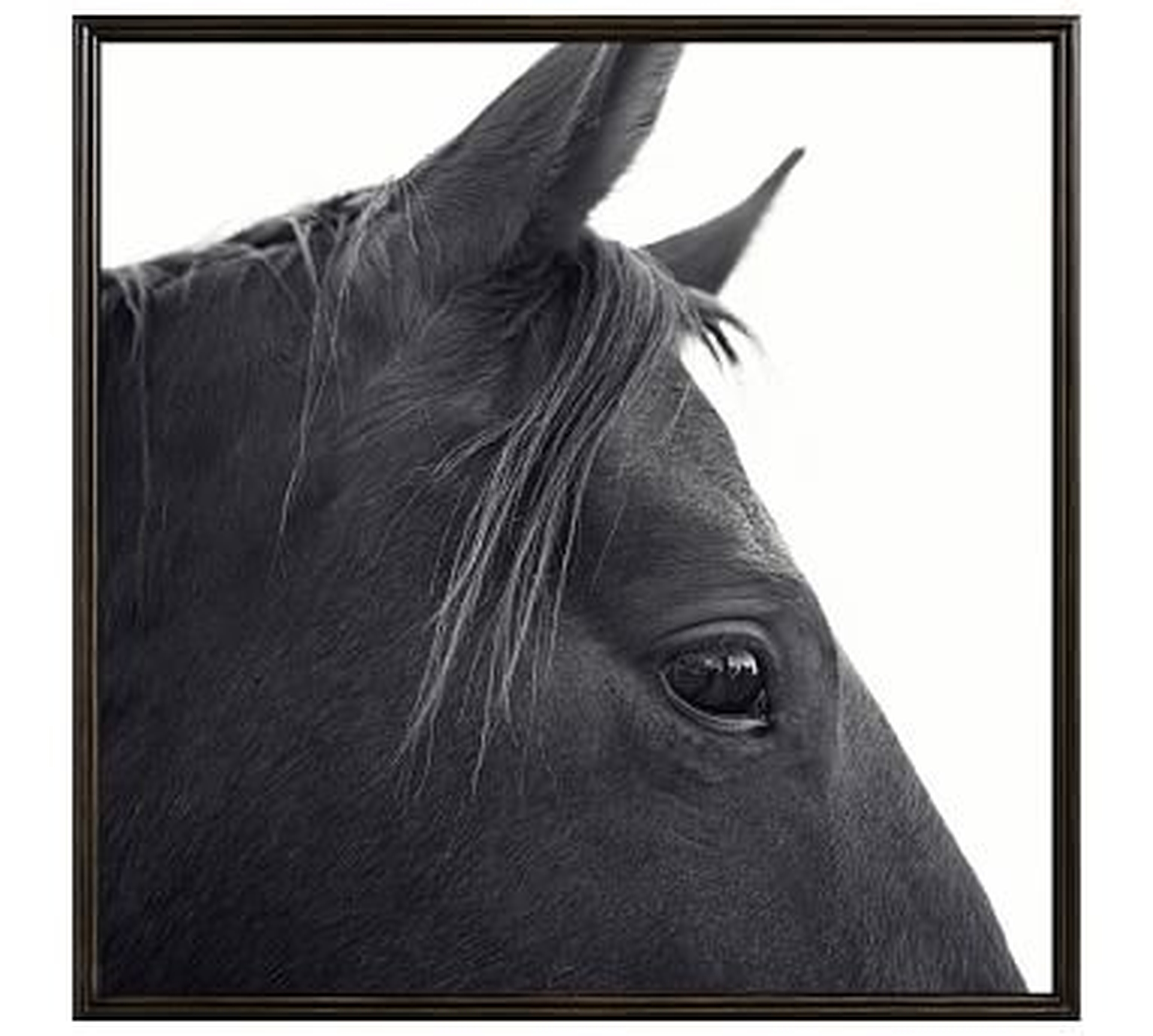 Dark Horse in Profile Framed Print by Jennifer Meyers, 48 x 48", Ridged Distressed Frame, Black, No Mat - Pottery Barn