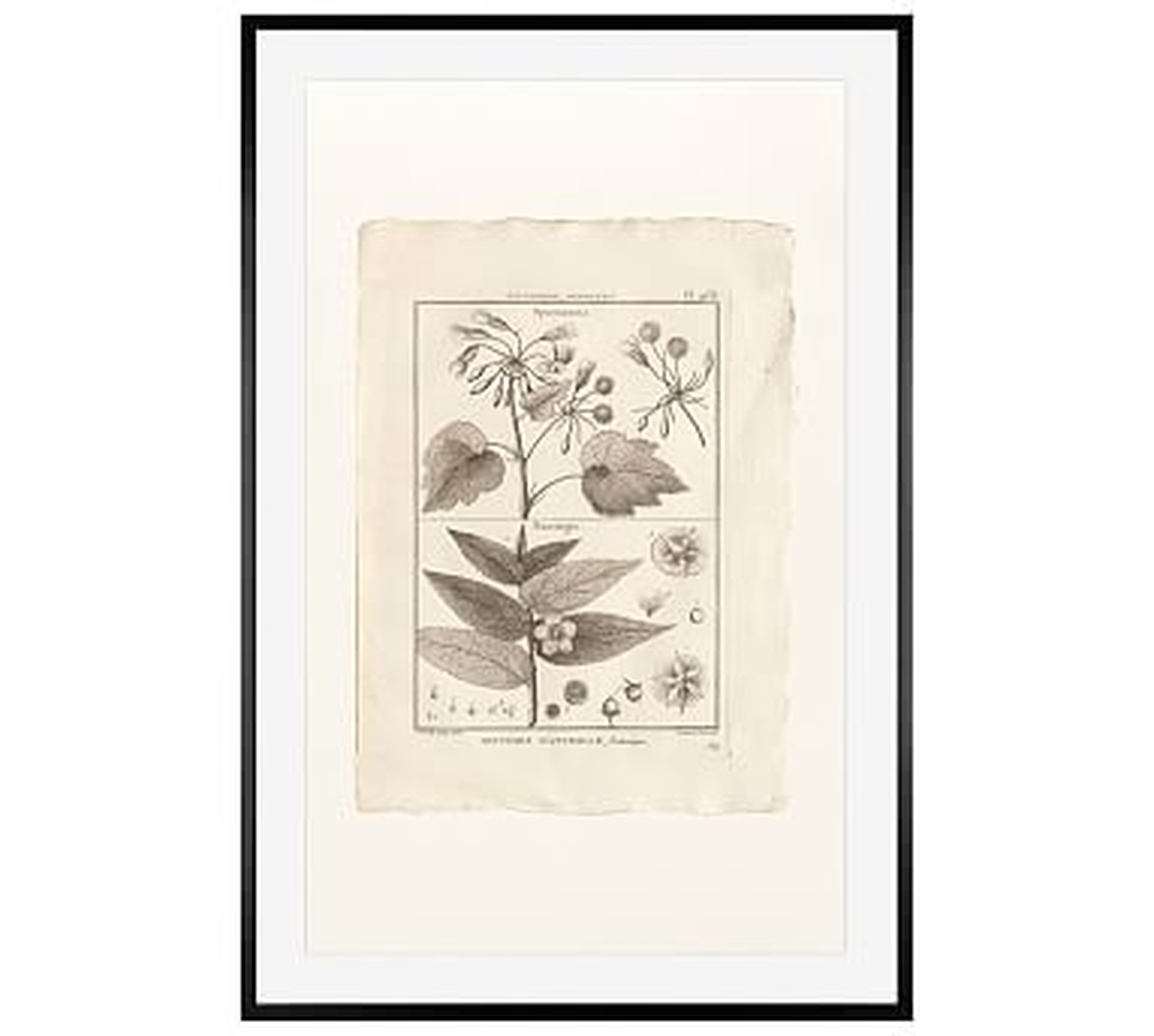 Botanical Plate 468, 28 x 42", Wood Gallery, Black, Mat - Pottery Barn