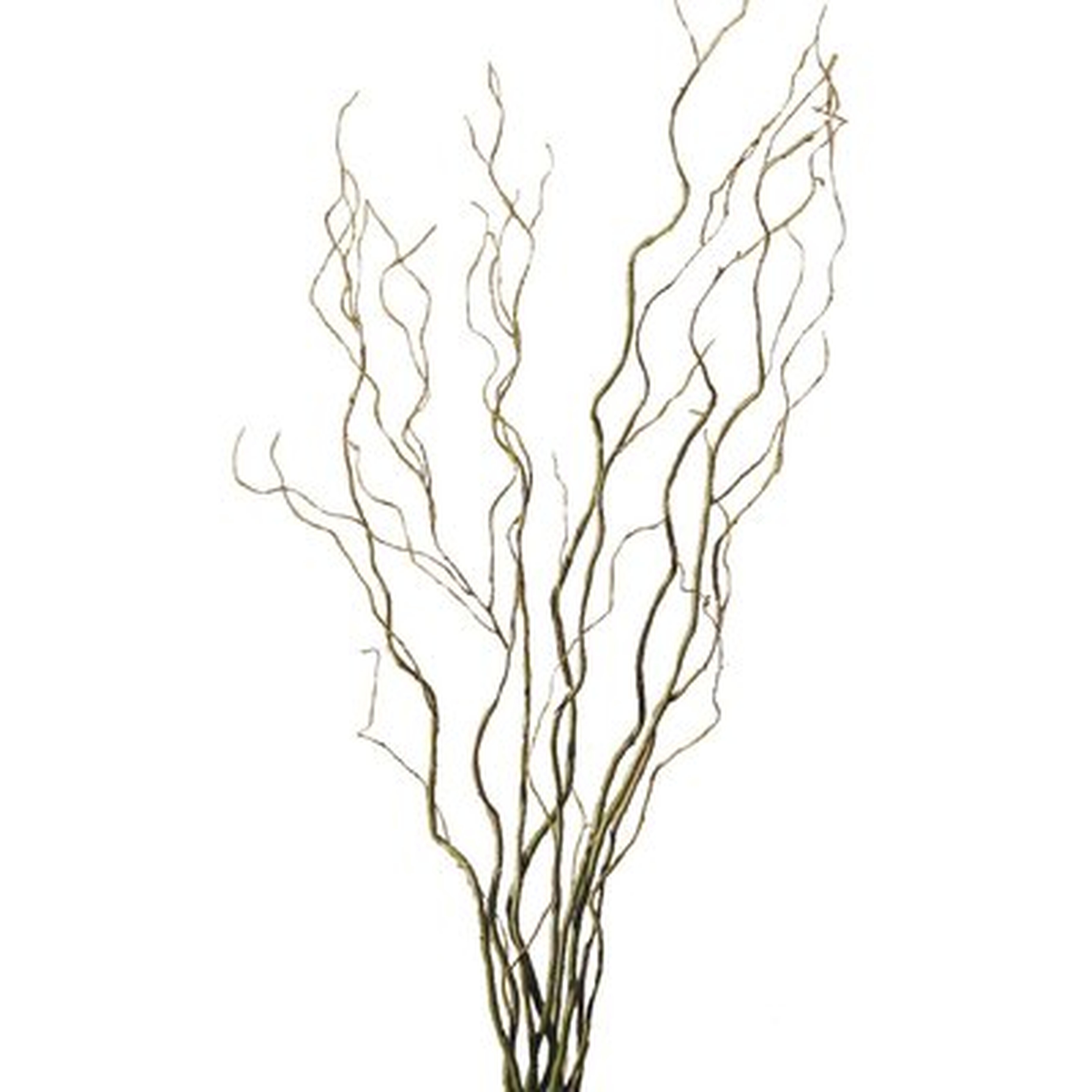 Curly Willow Branch - Wayfair