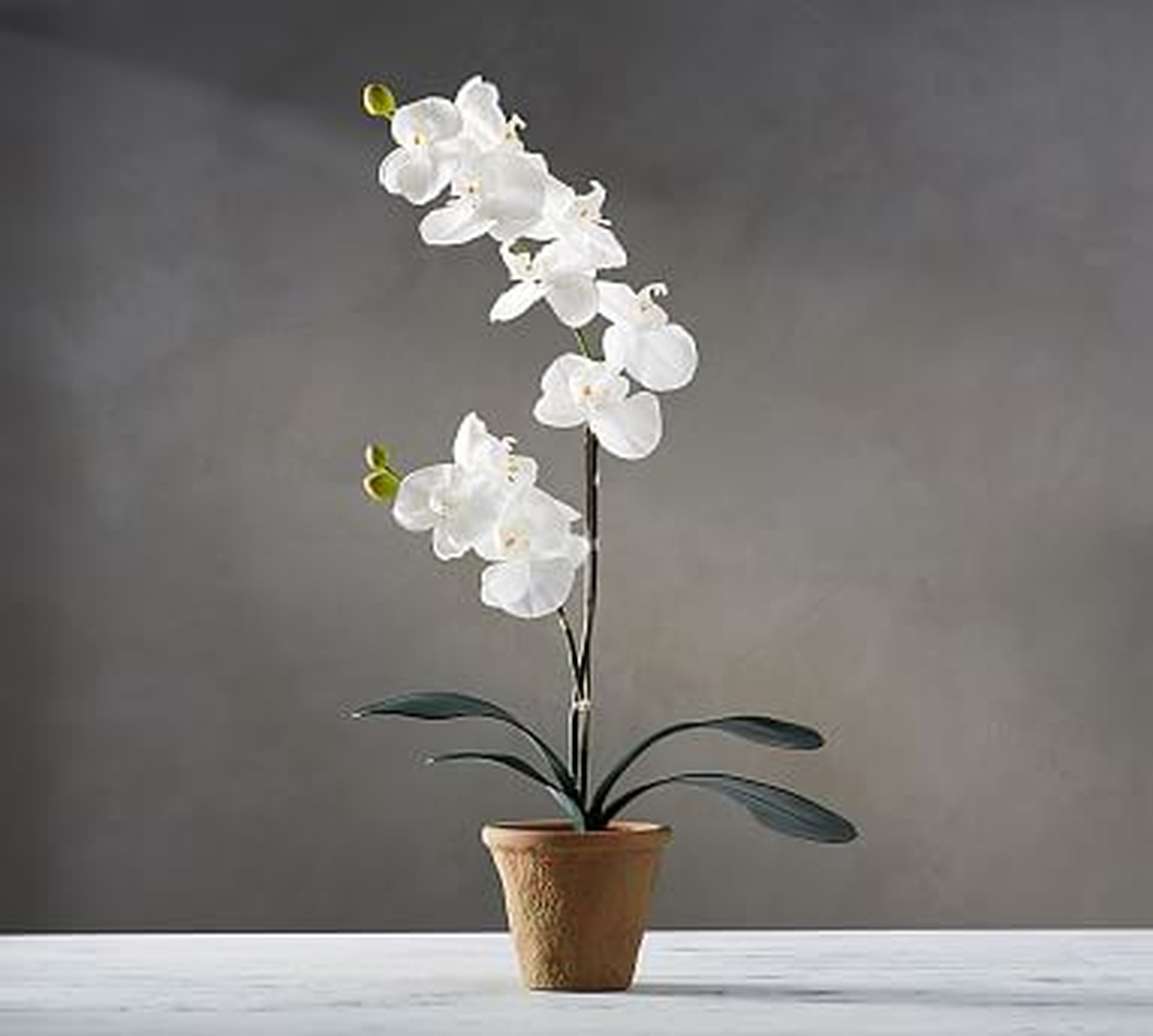 Faux Potted Orchid, 21" - Pottery Barn