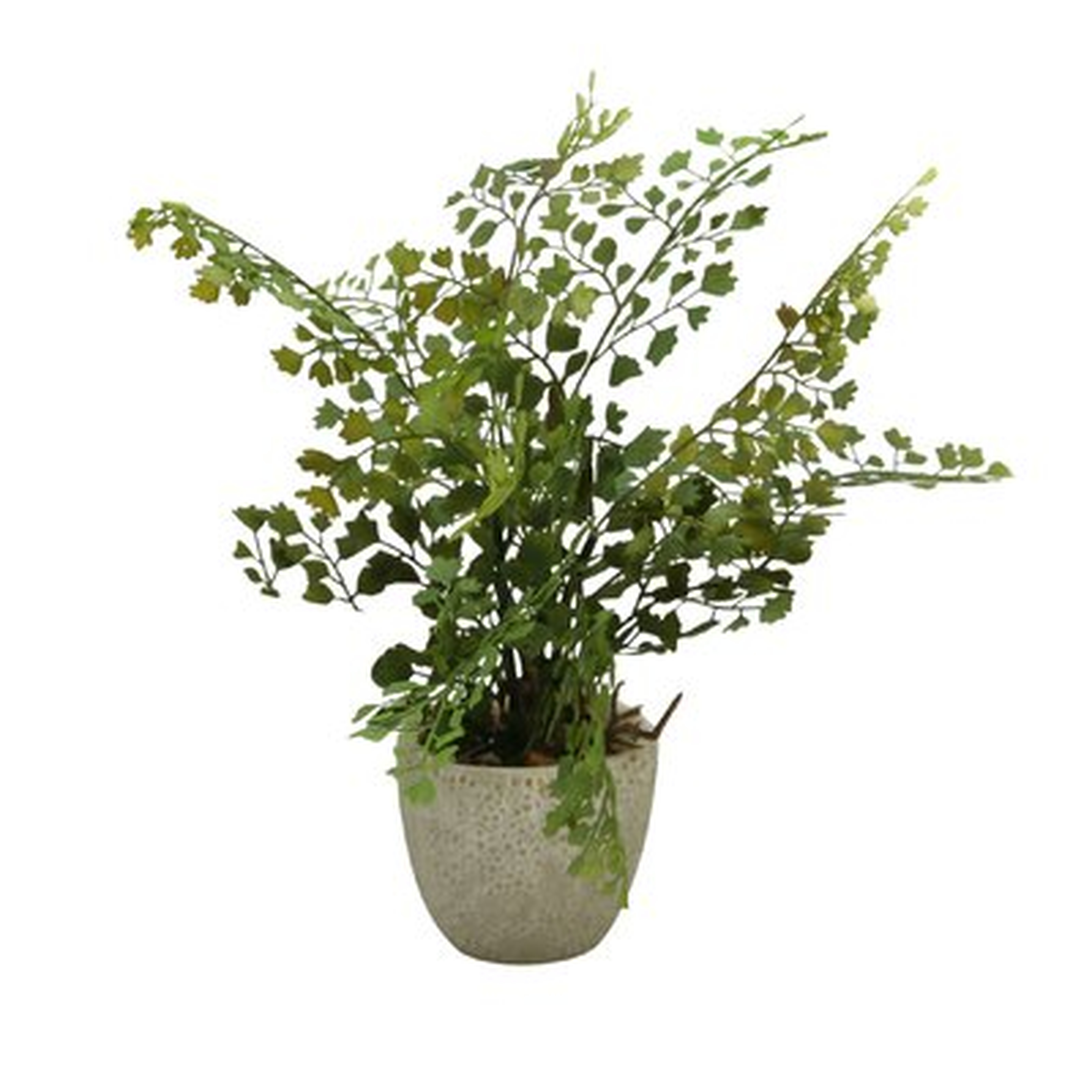 Maiden Hair Tabletop Ferns in Pots, Set of 3 - Wayfair