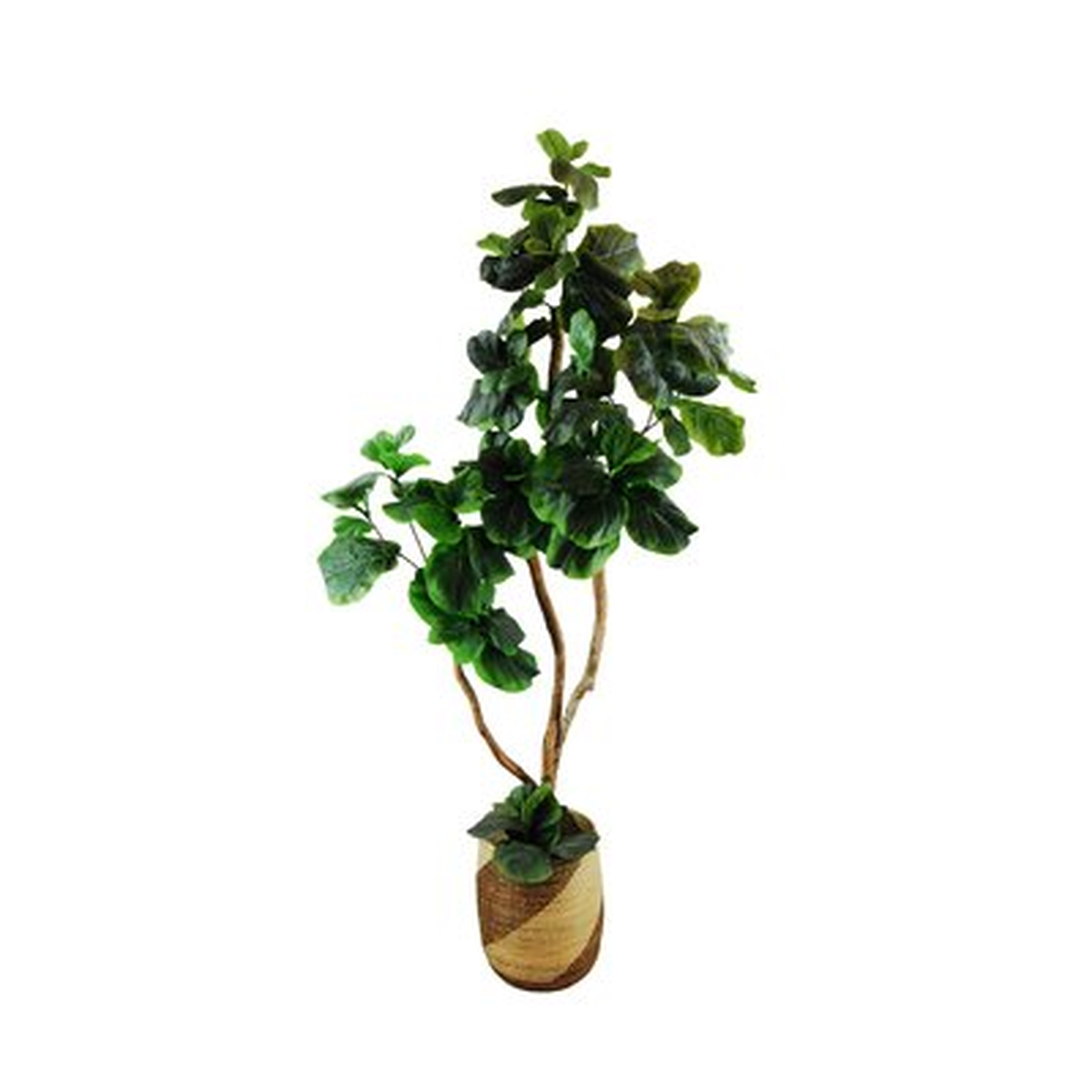 Fig Tree in Basket - Wayfair