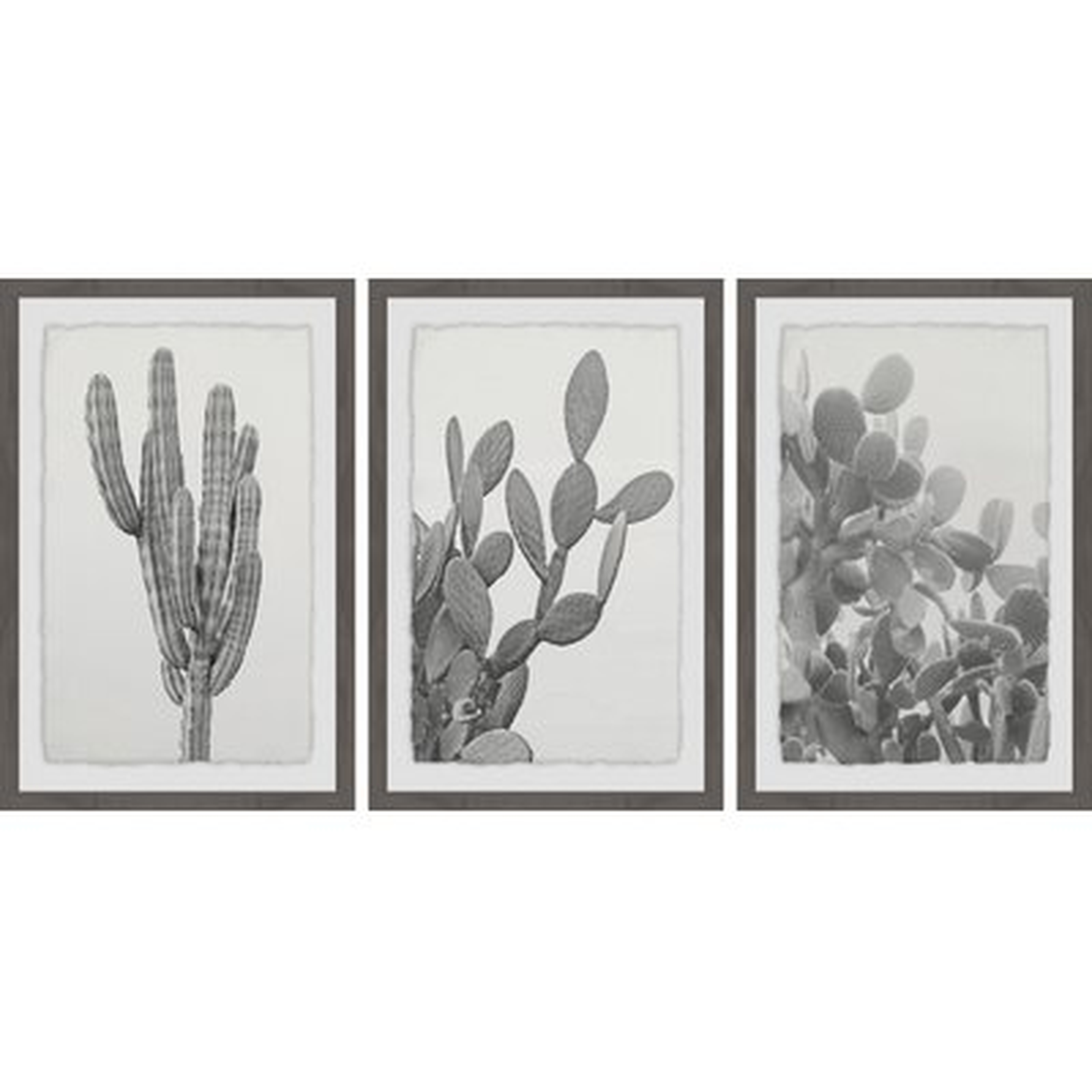 'Cactus Variety Triptych' 3 Piece Framed Photographic Print Set - Wayfair