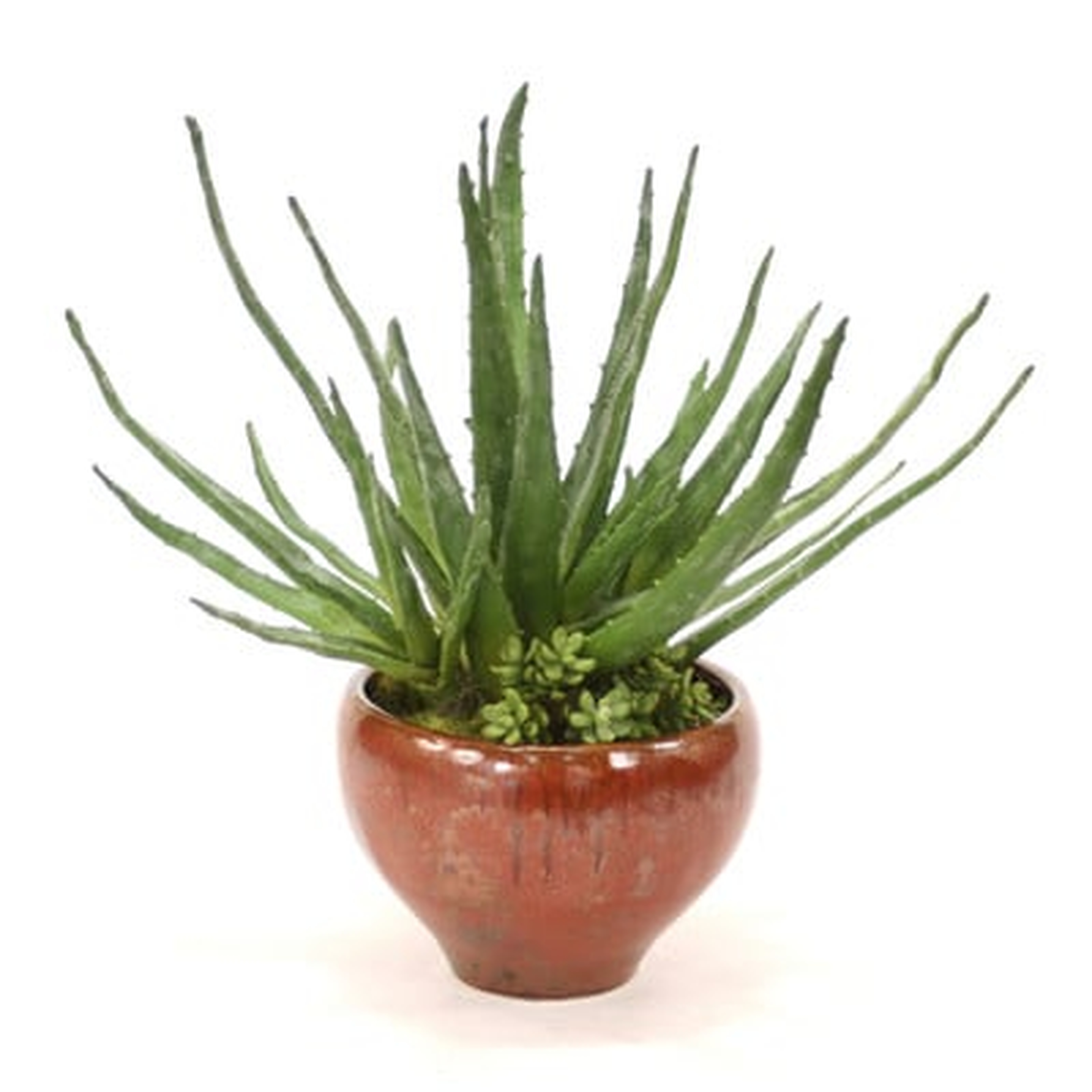 Agave Plant and Succulents Floor Plant in Planter - Wayfair