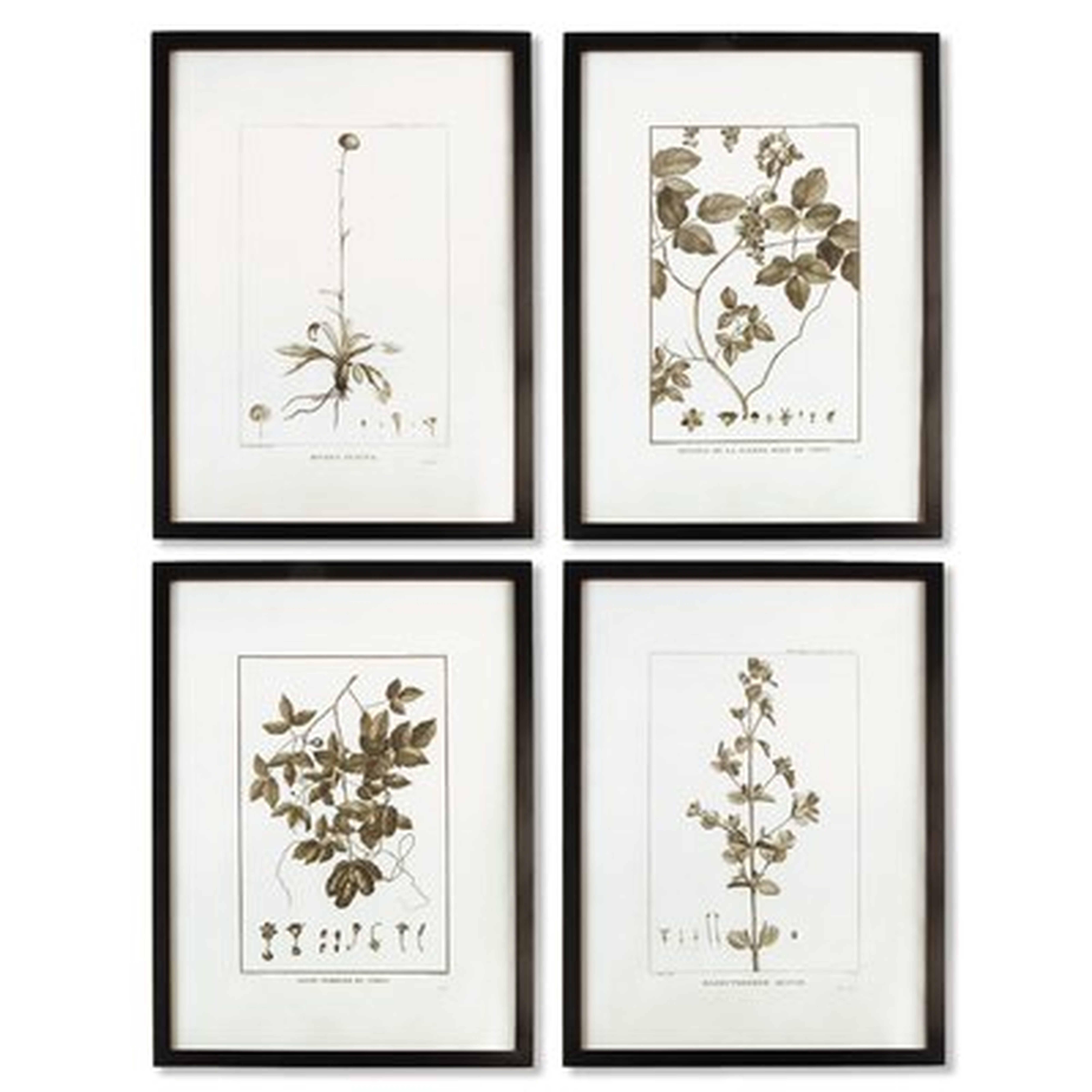 'Sepia Tone Botanical' 4 Piece Picture Frame Graphic Art Set - Birch Lane