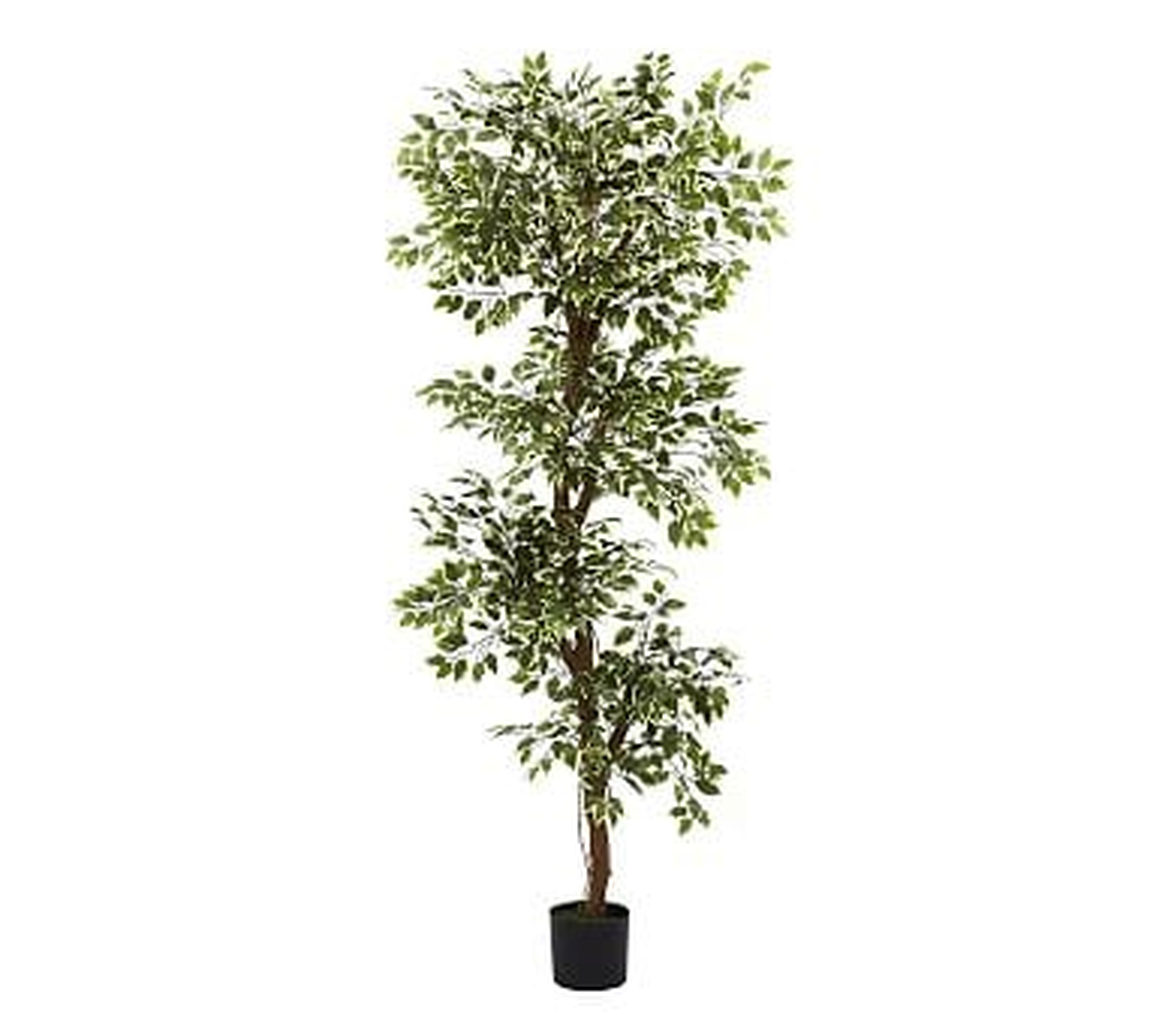 Faux Variegated Ficus Tree, 6' (6.5x6.5 Pot) - Pottery Barn