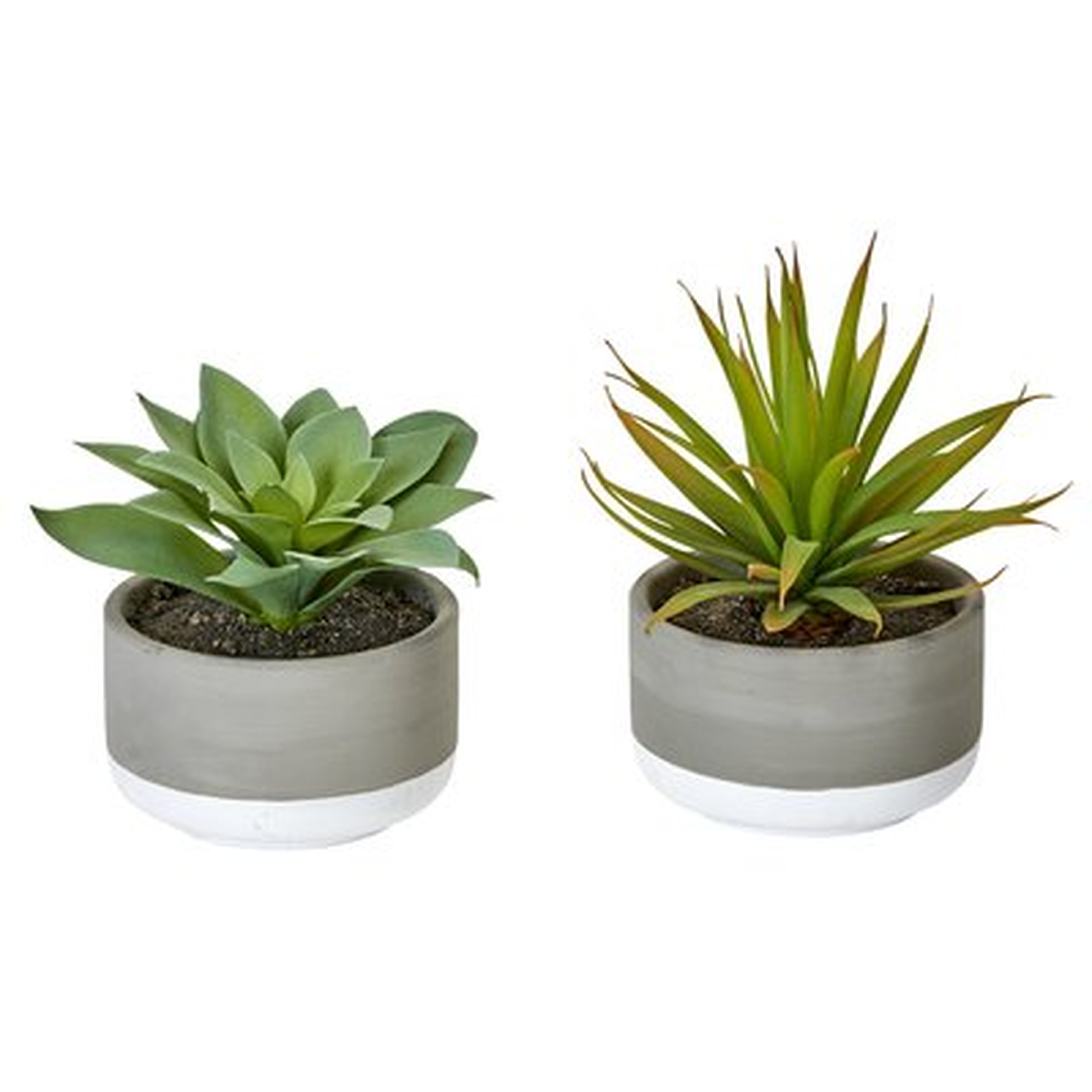 2 Piece Desktop Succulent Plant in Pot Set (Set of 2) - Wayfair
