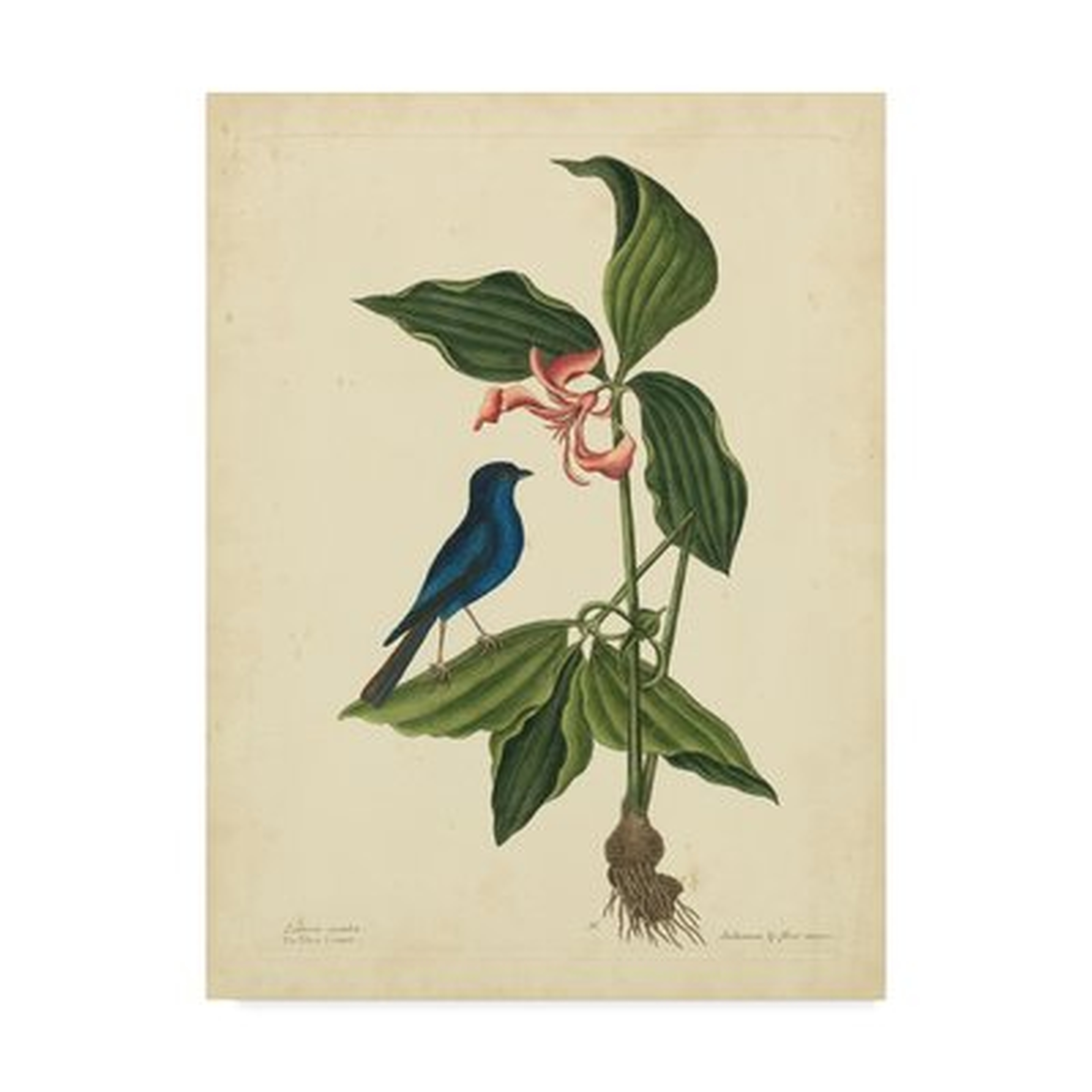 'Bird And Botanical IV' Graphic Art Print on Wrapped Canvas - Wayfair