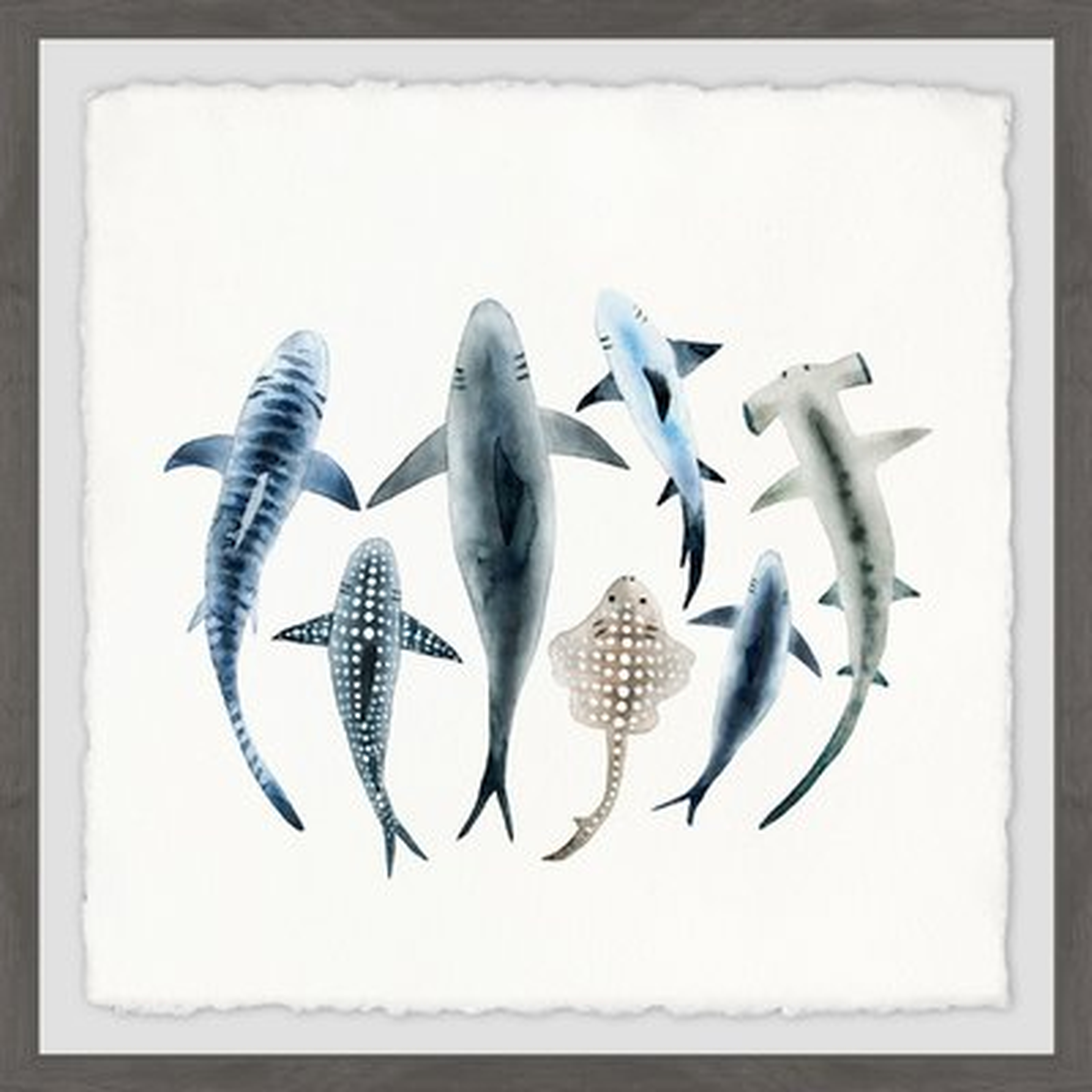 'Shark Types' Framed Print - Wayfair