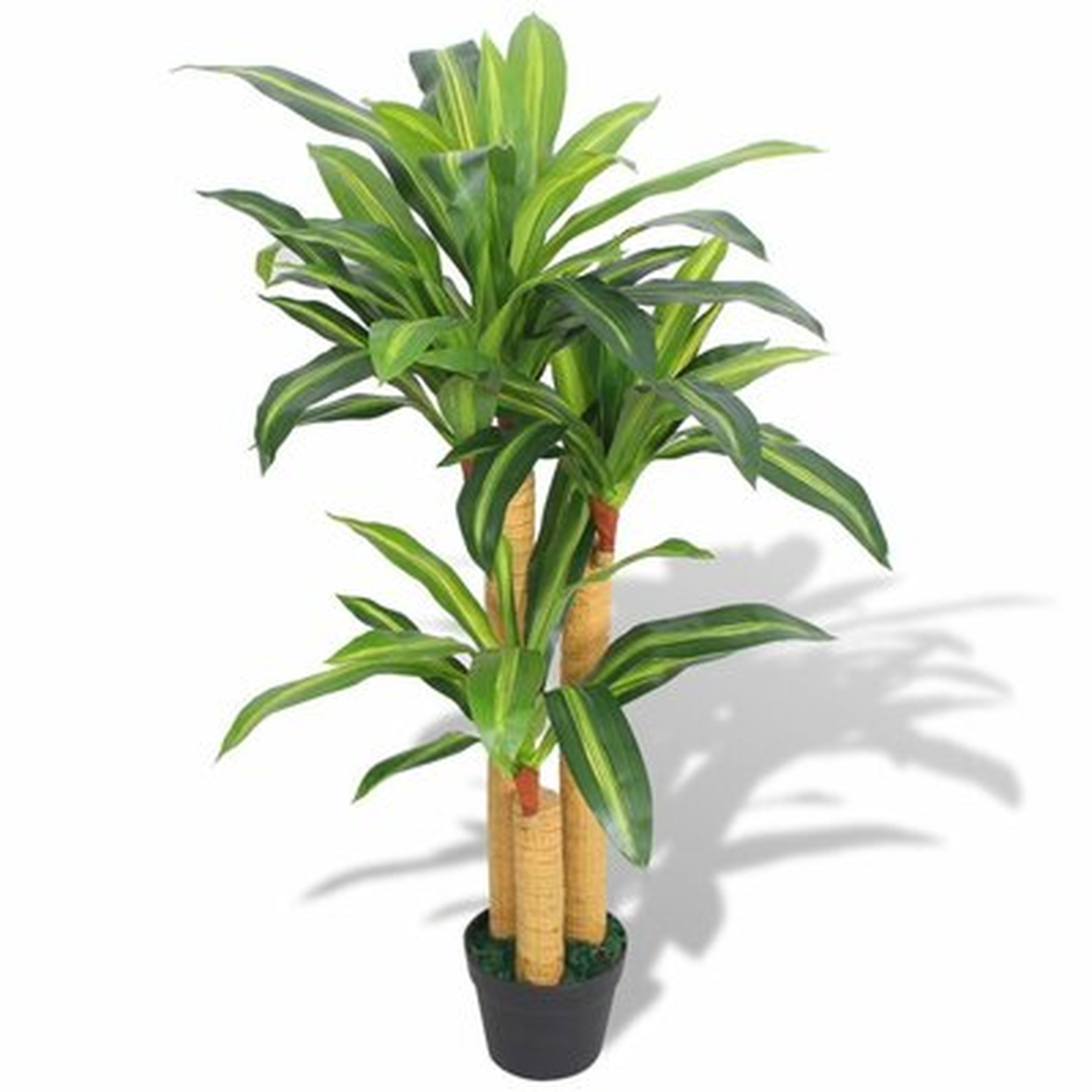 Dracaena Plant in Pot - Wayfair