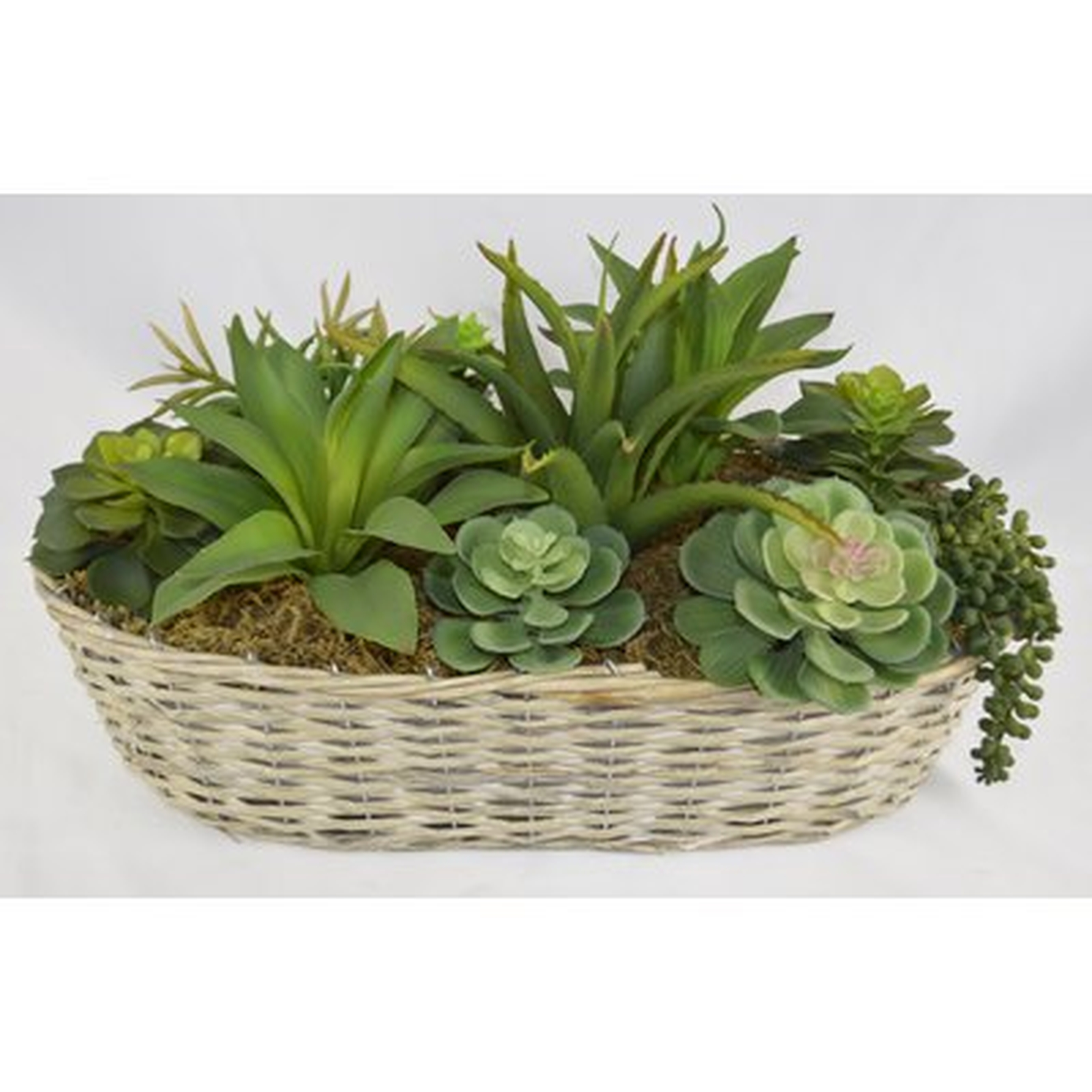 Desktop Succulents Plant in Basket - Wayfair