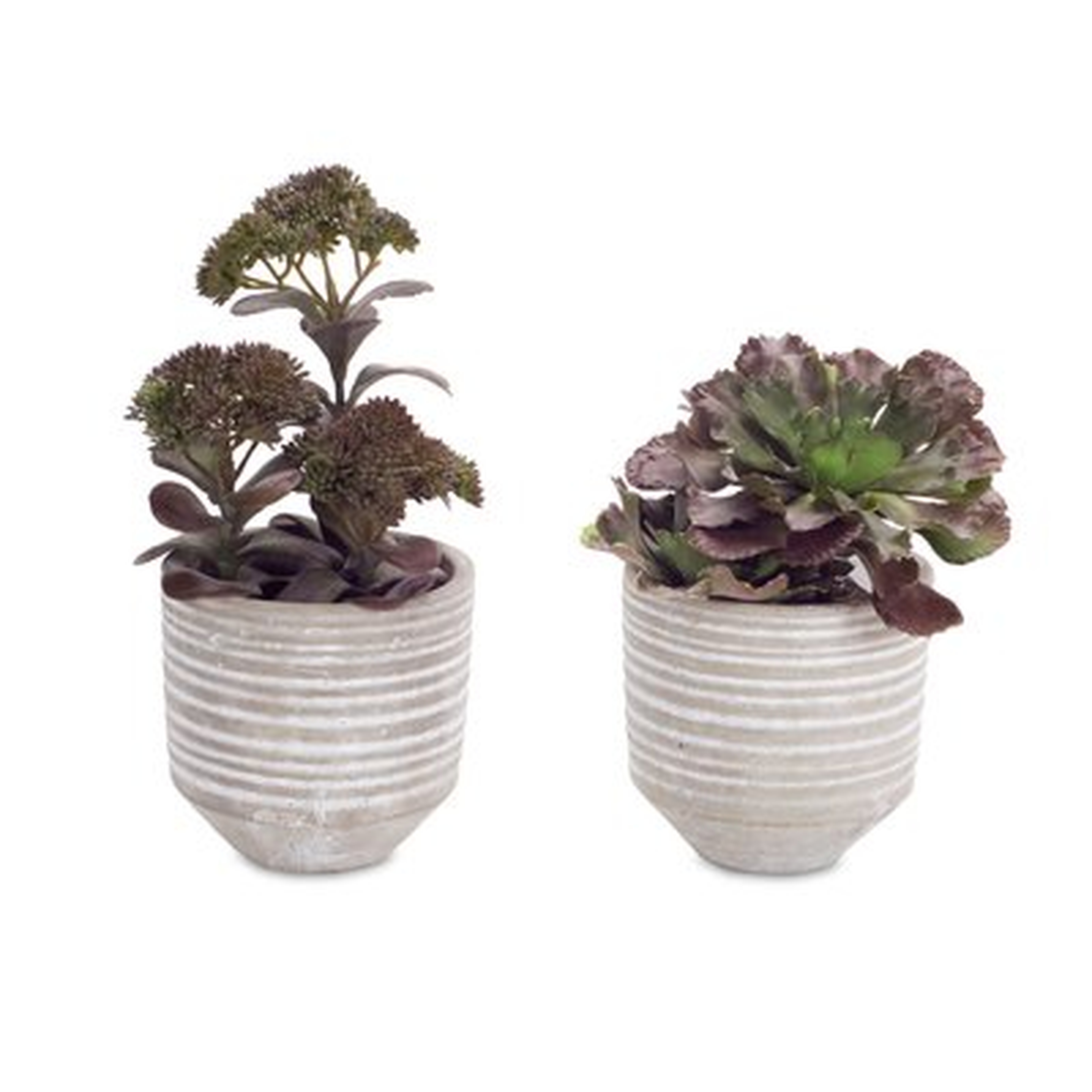 Potted Desktop Succulent Plant - Wayfair