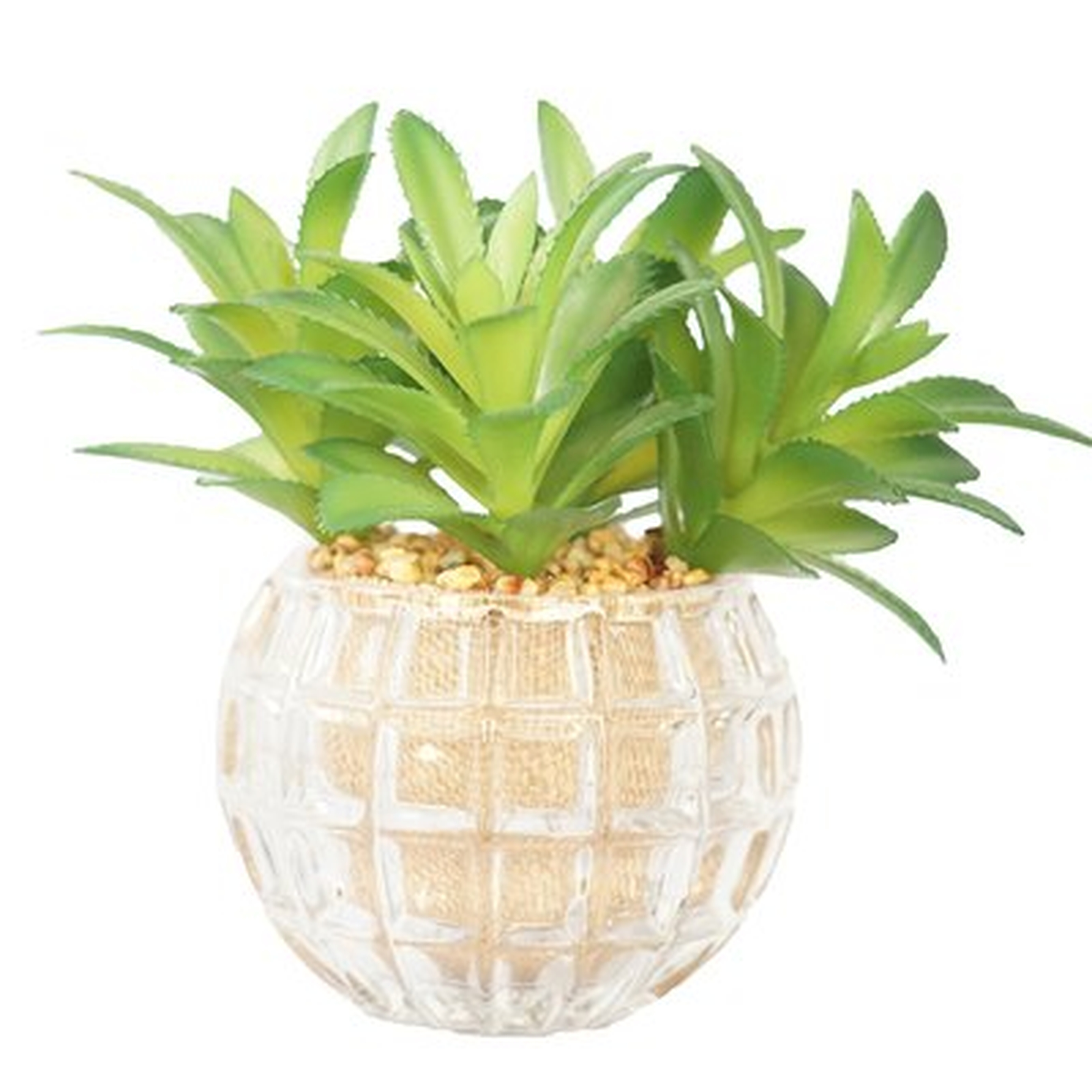Desktop Succulents Grass in Decorative vase - Wayfair