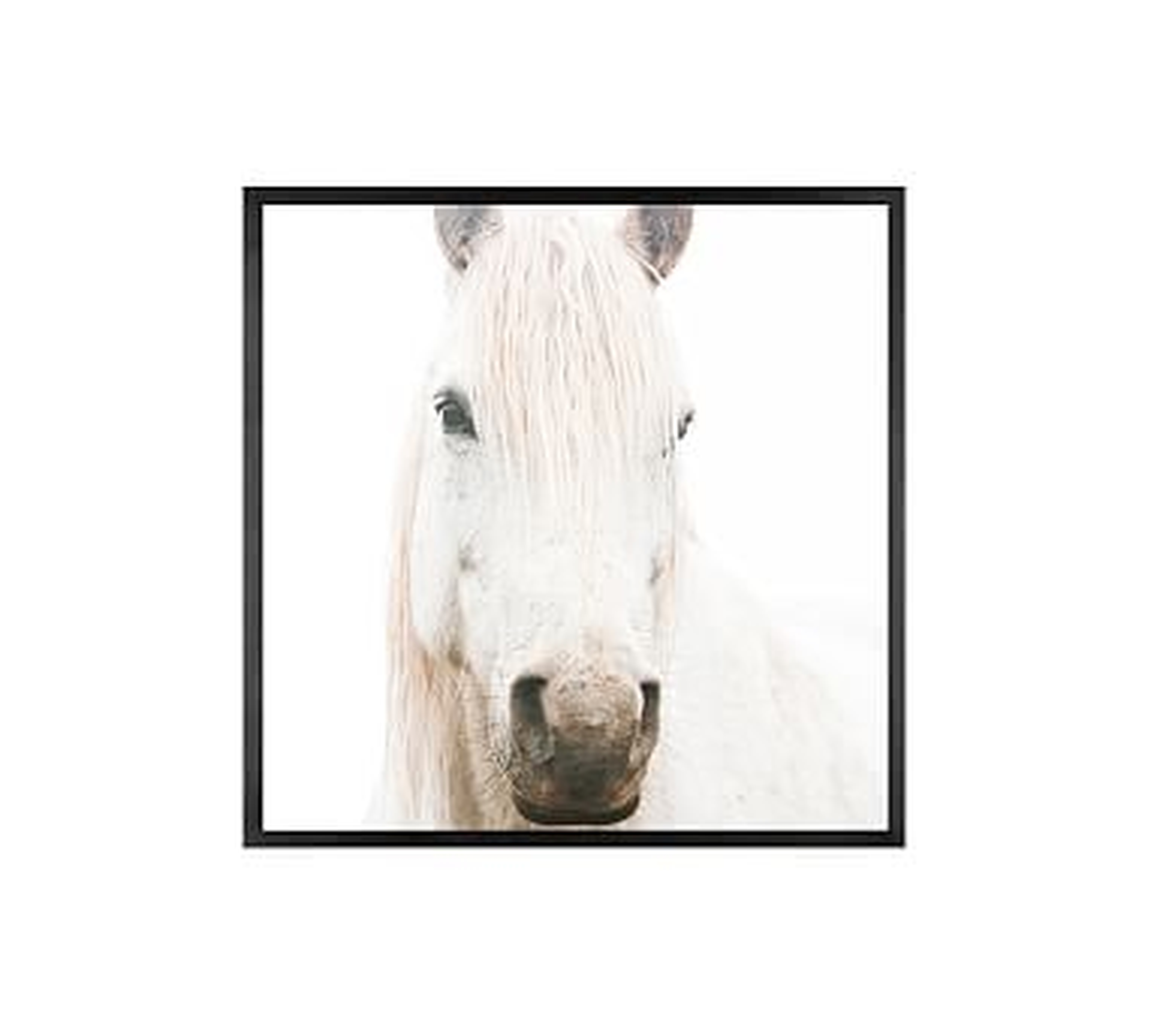 White on White Horse by Jennifer Meyers, 25 x 25", Wood Gallery, Black, No Mat - Pottery Barn