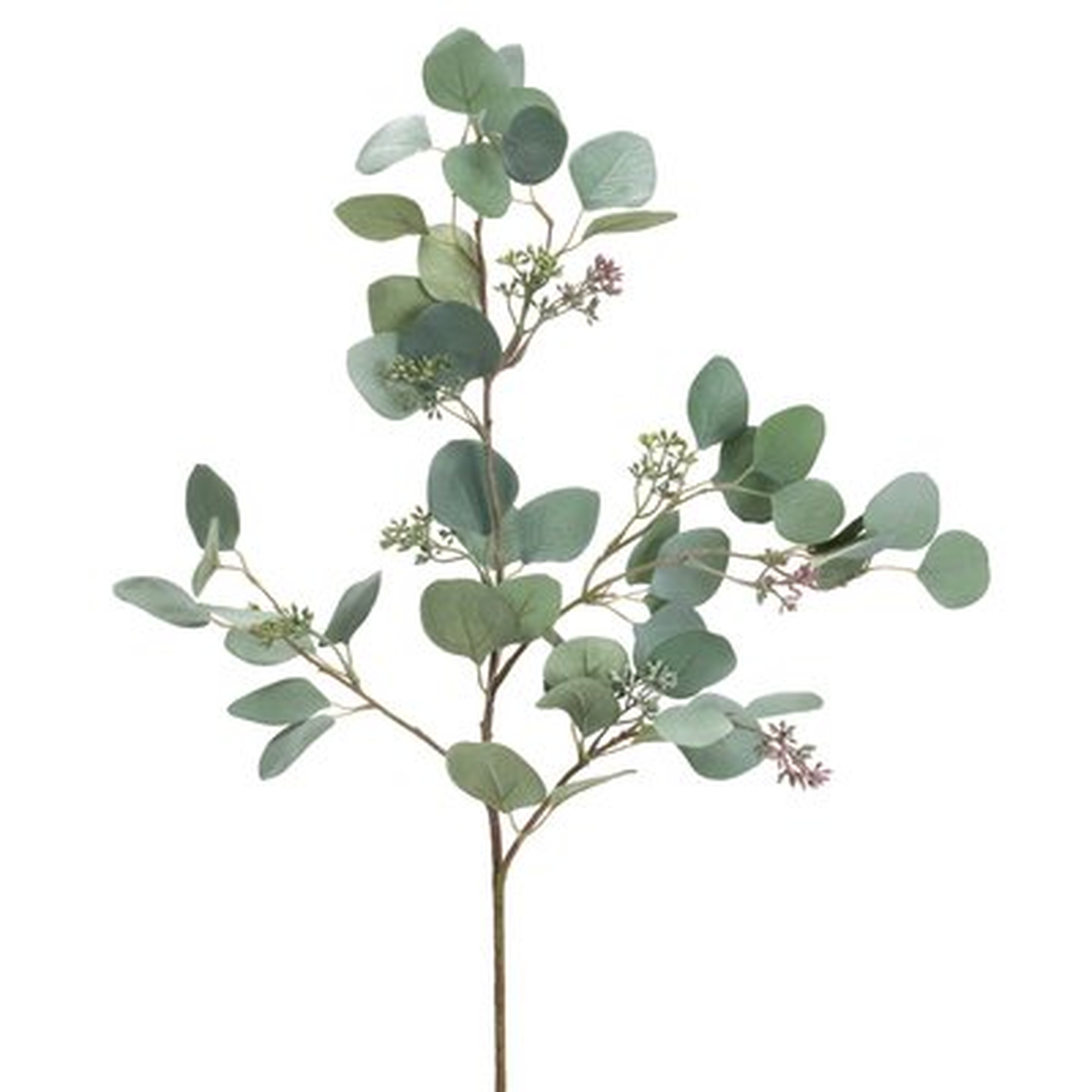 Eucalyptus Stem Desktop Foliage Plant - Wayfair