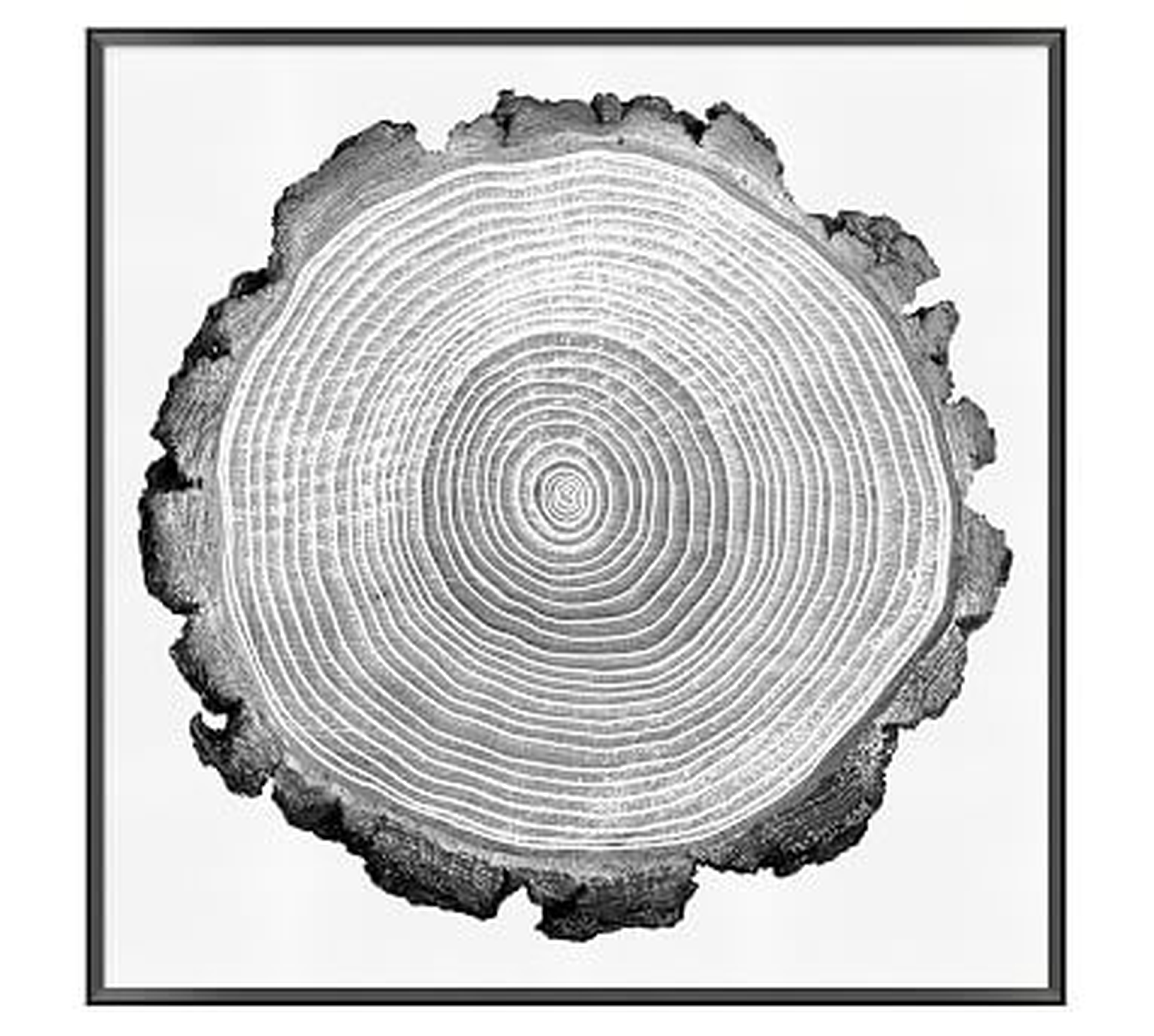 Tree Lines Framed Print, 33 x 33" - Pottery Barn