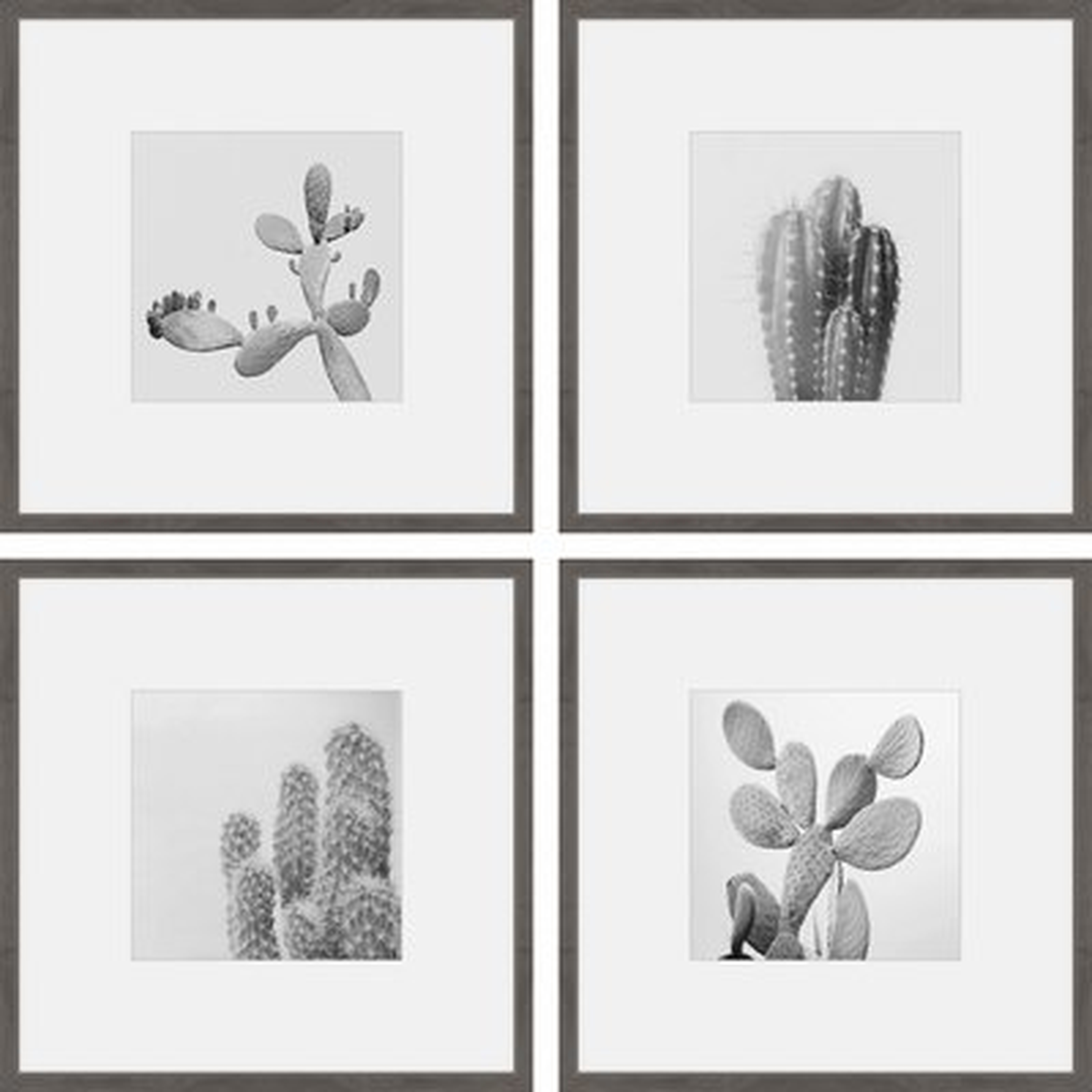 'Cacti Types Quadriptych' 4 Piece Framed Graphic Art Print Set on Paper - Wayfair