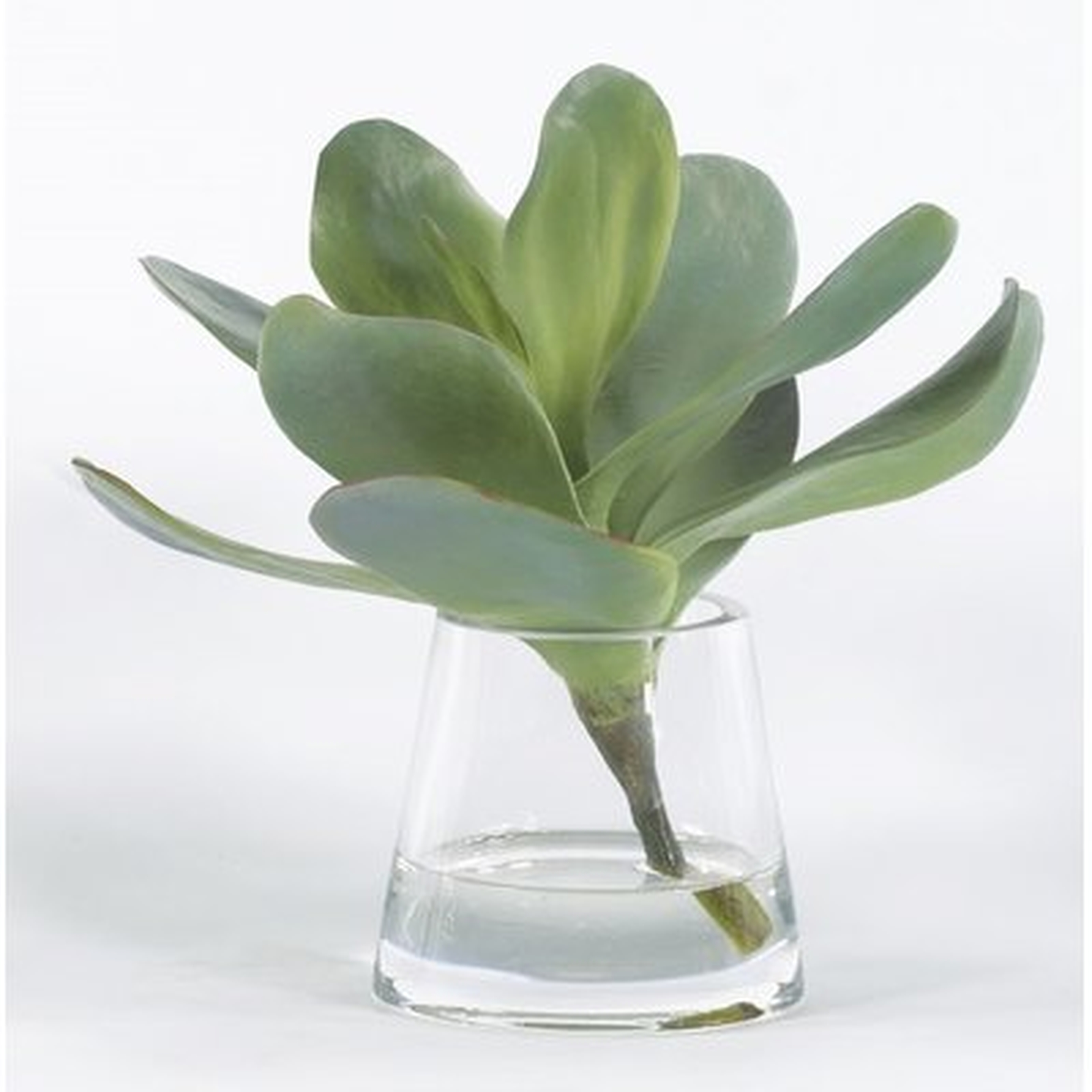 Succulent Plant in Glass Vase - Wayfair