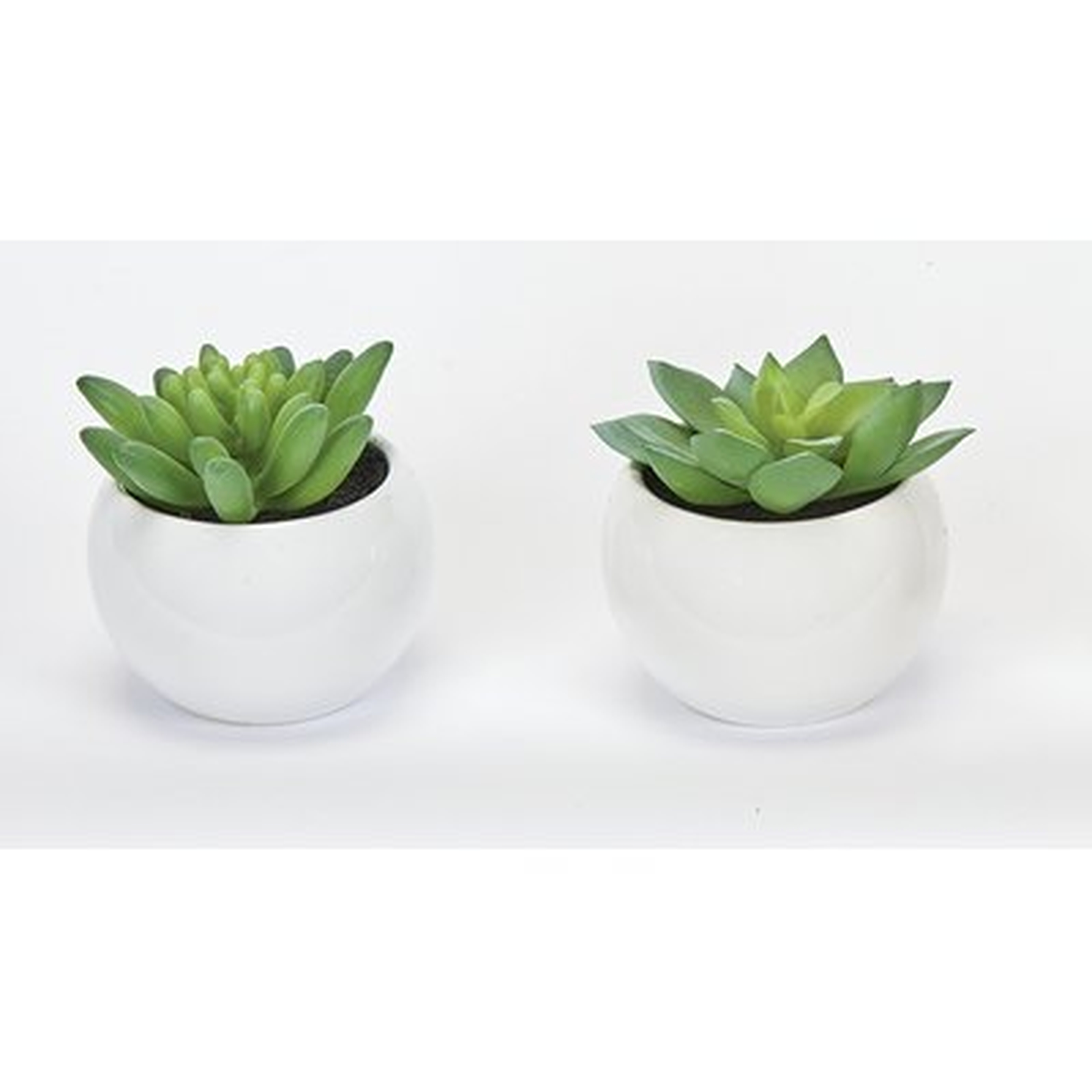 Succulent Desktop Plant in Pot (Set of 2) - Wayfair