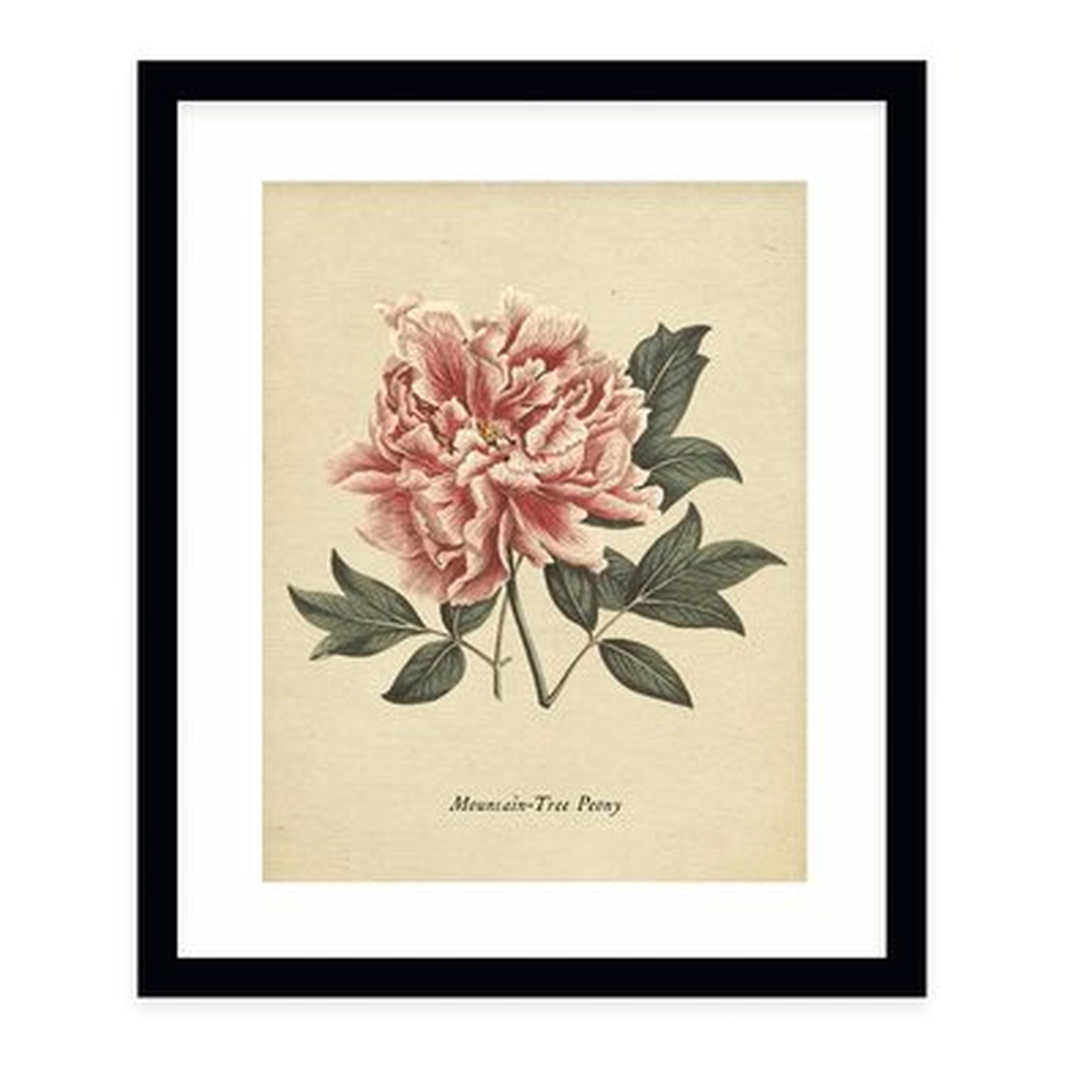 'Botanical Vintage Eight' - Picture Frame Graphic Art Print on Paper - Birch Lane