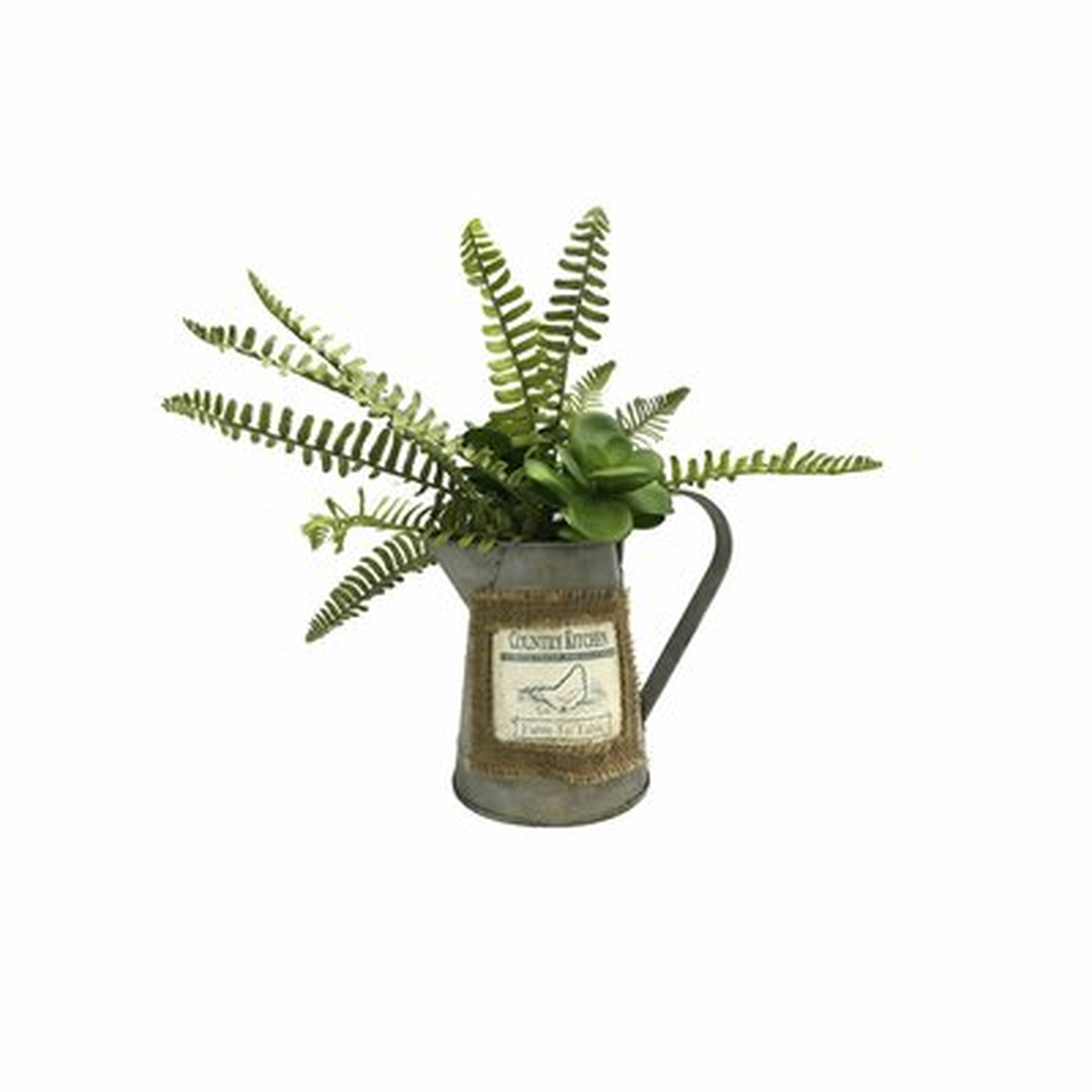 Fern Plant in Can - Wayfair