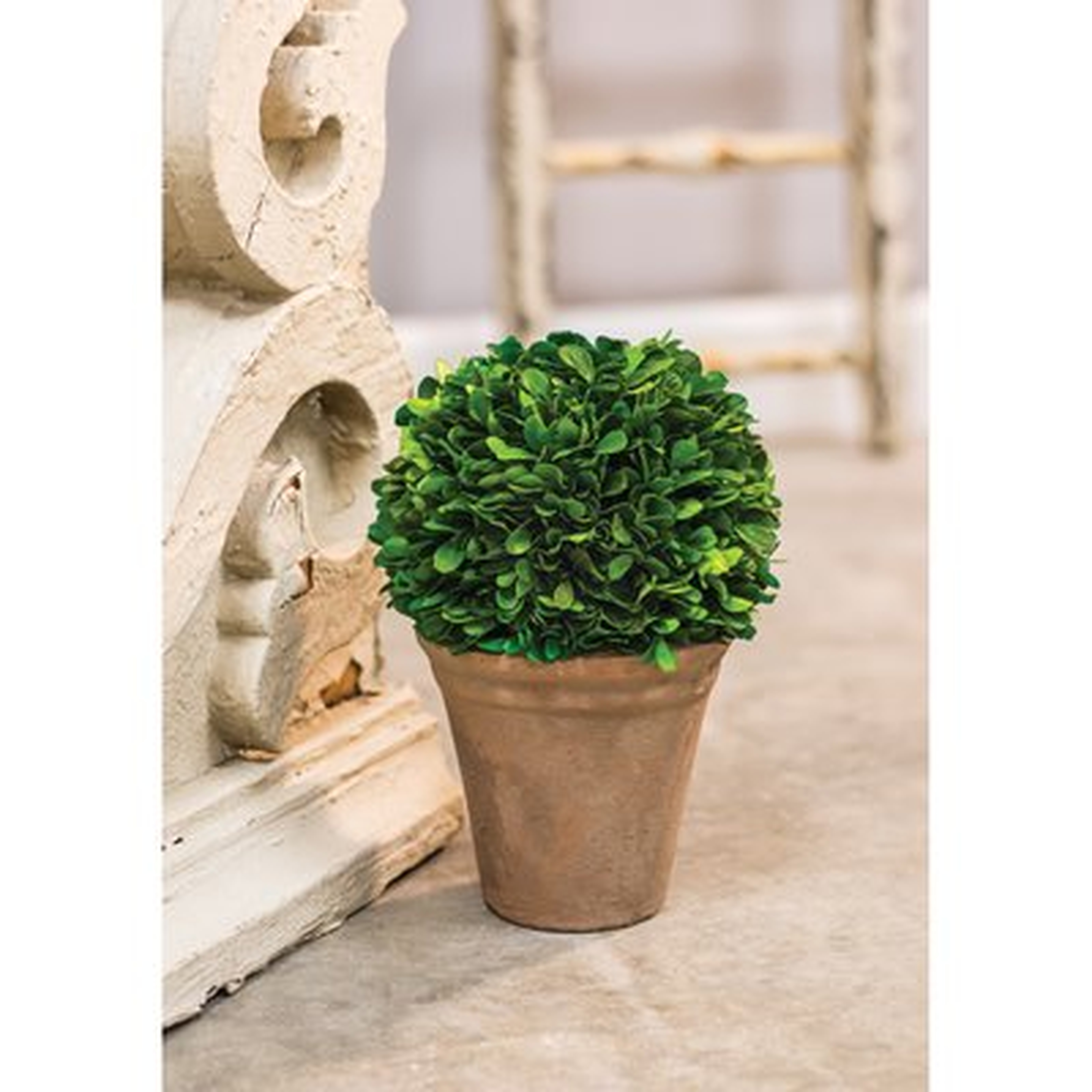 Desktop Boxwood Topiary in Pot Liner Liner - Birch Lane