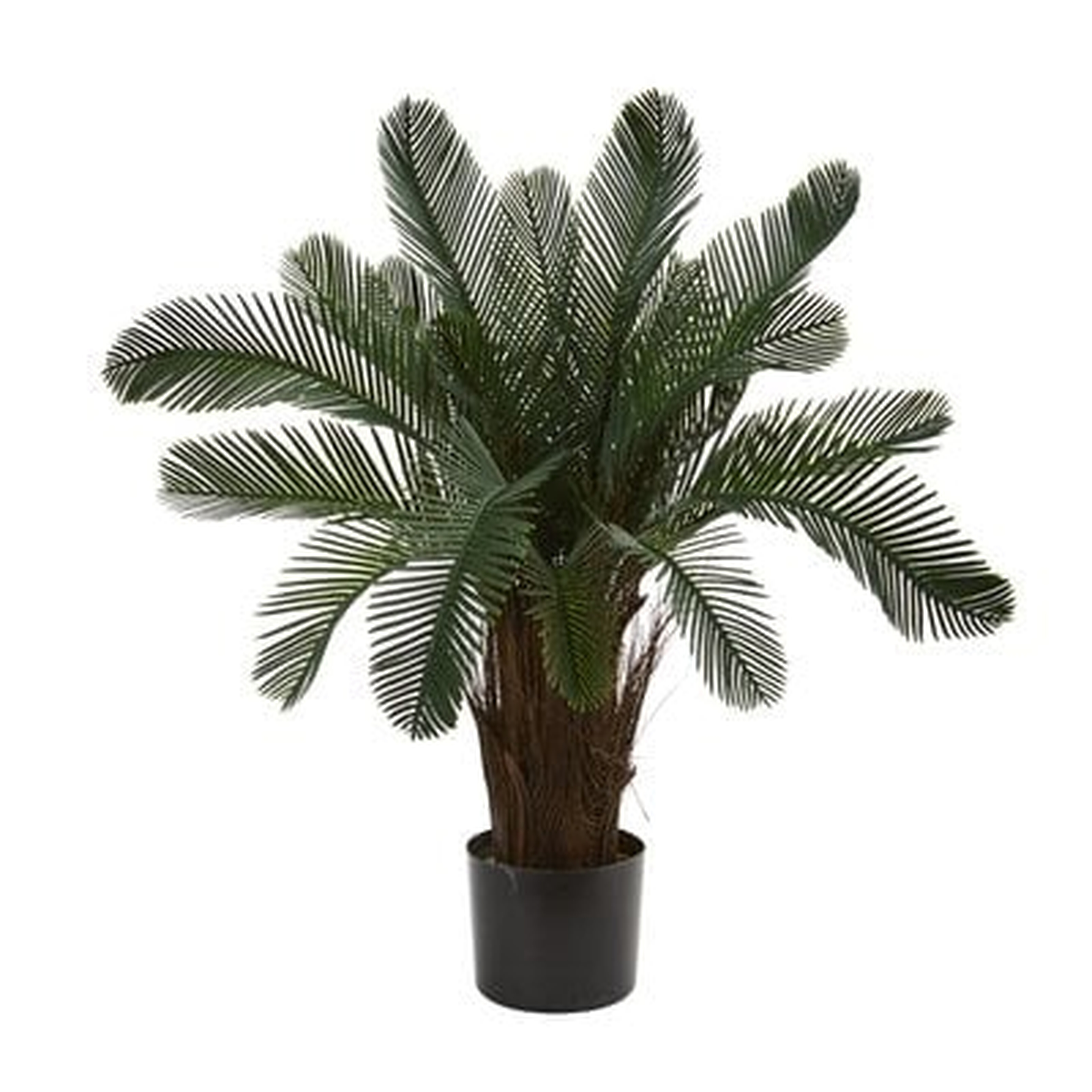 2" Indoor/Outdoor UV Resistant Cycas Ficus Plant - Wayfair