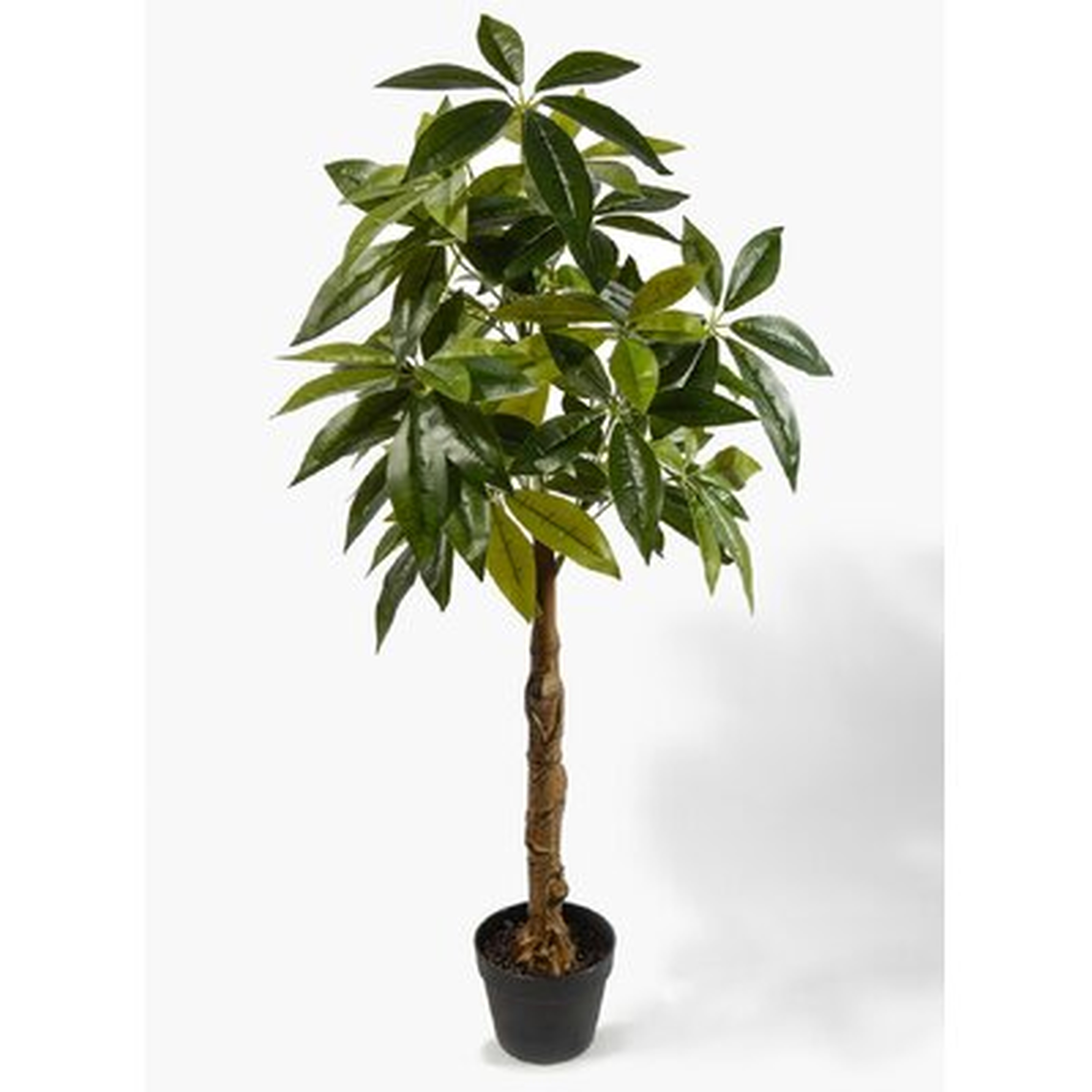 Money Tree, Evergreen Plant, 47 Inches Tall - Wayfair