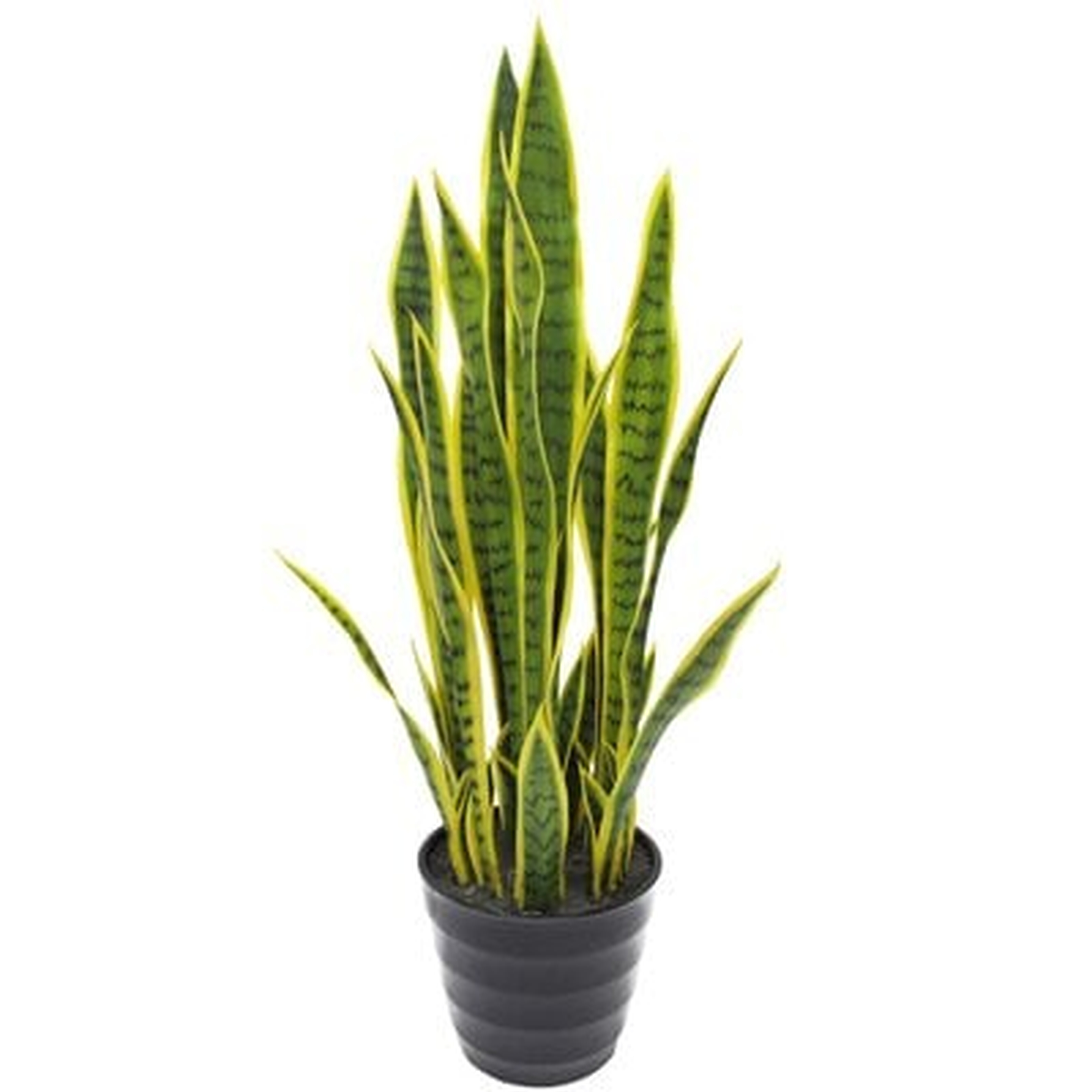 Sansevieria Snake Plant in Pot - Wayfair